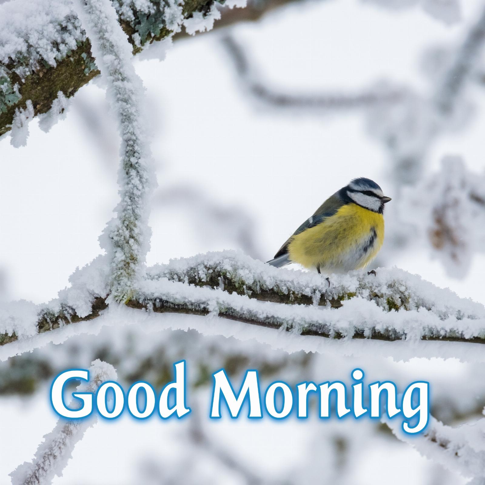 Good Morning Winter Bird Images