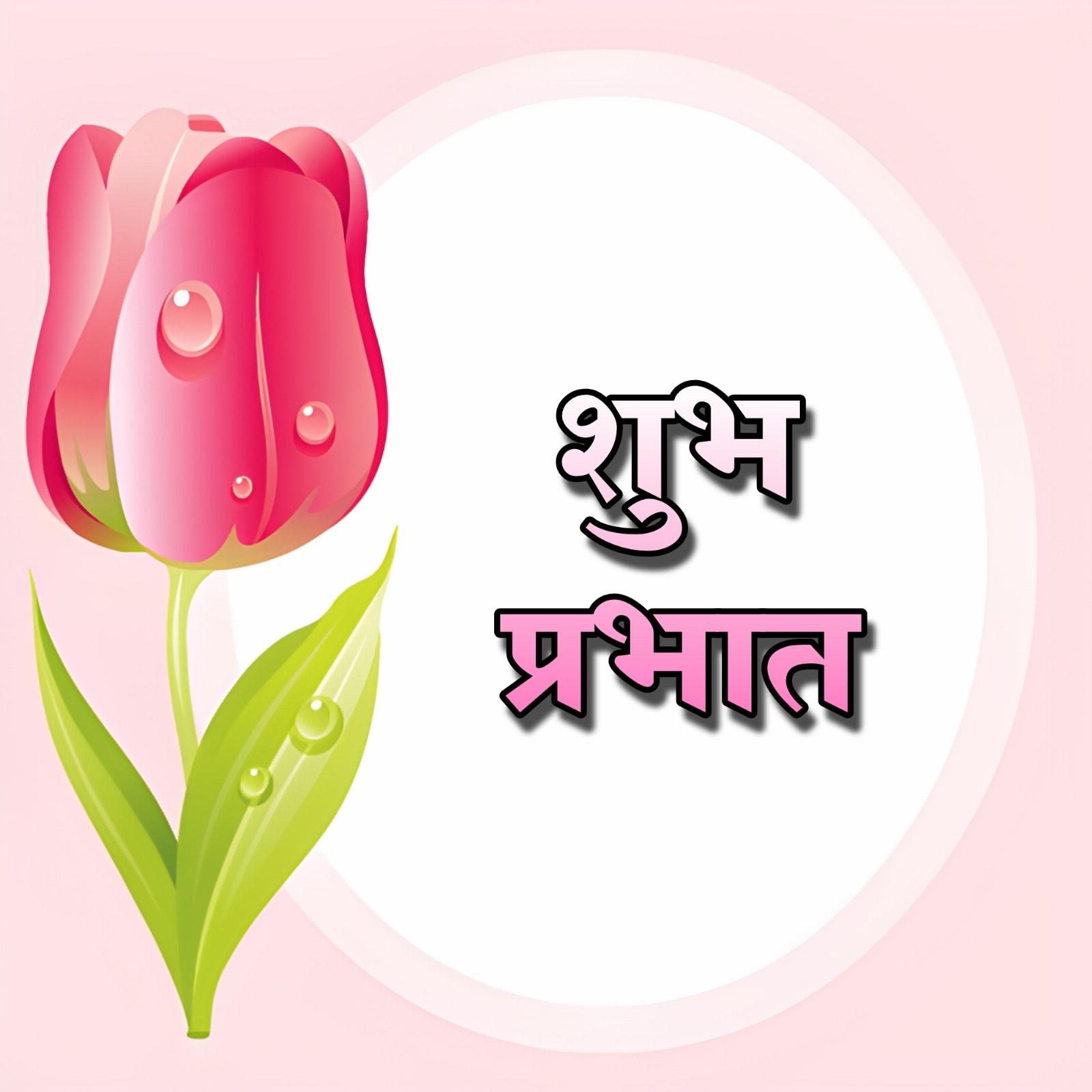 Shubh Prabhat Red Tulips Flower Images