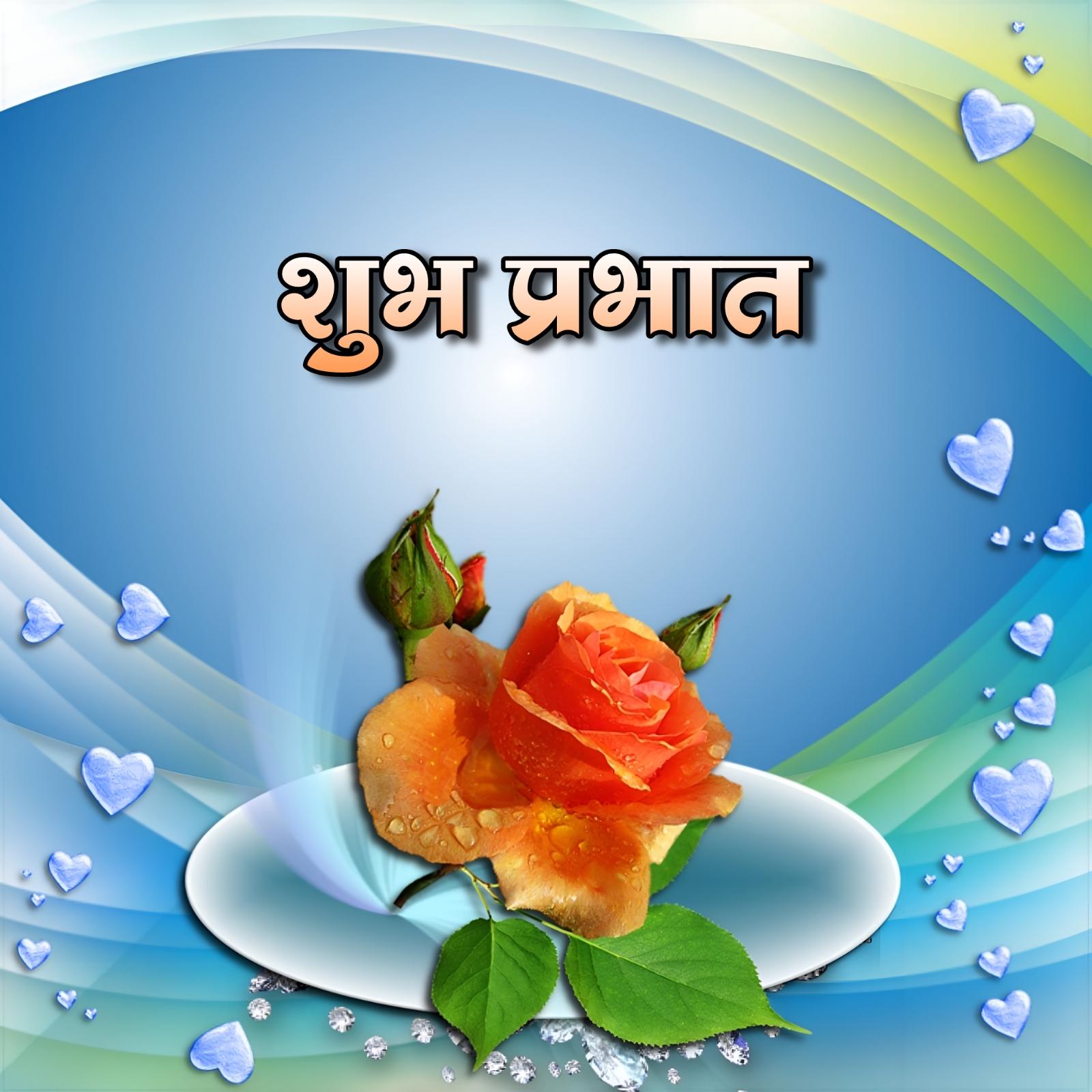 Shubh Prabhat Rose Flower Hd Photos