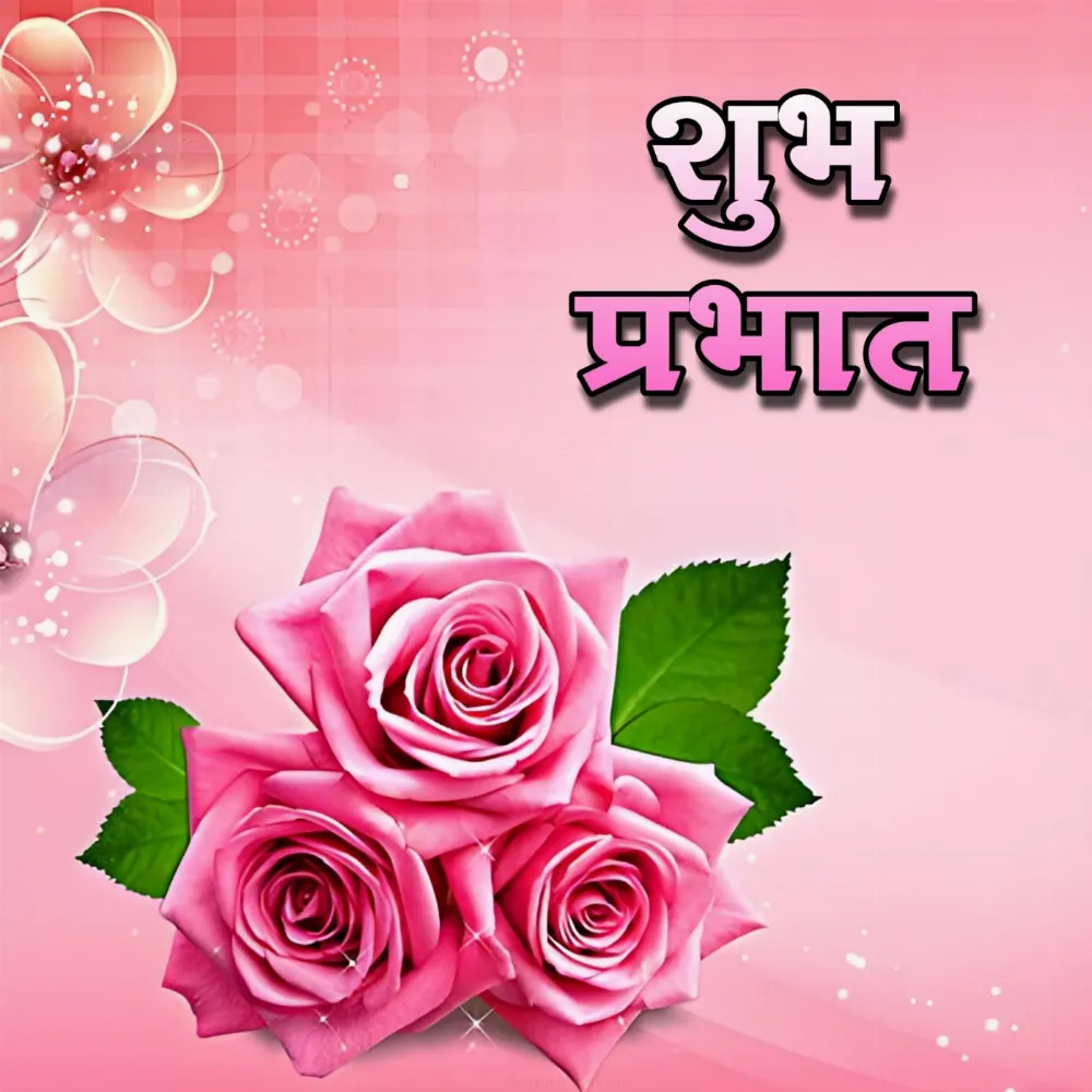 Shubh Prabhat Rose Flowers Images