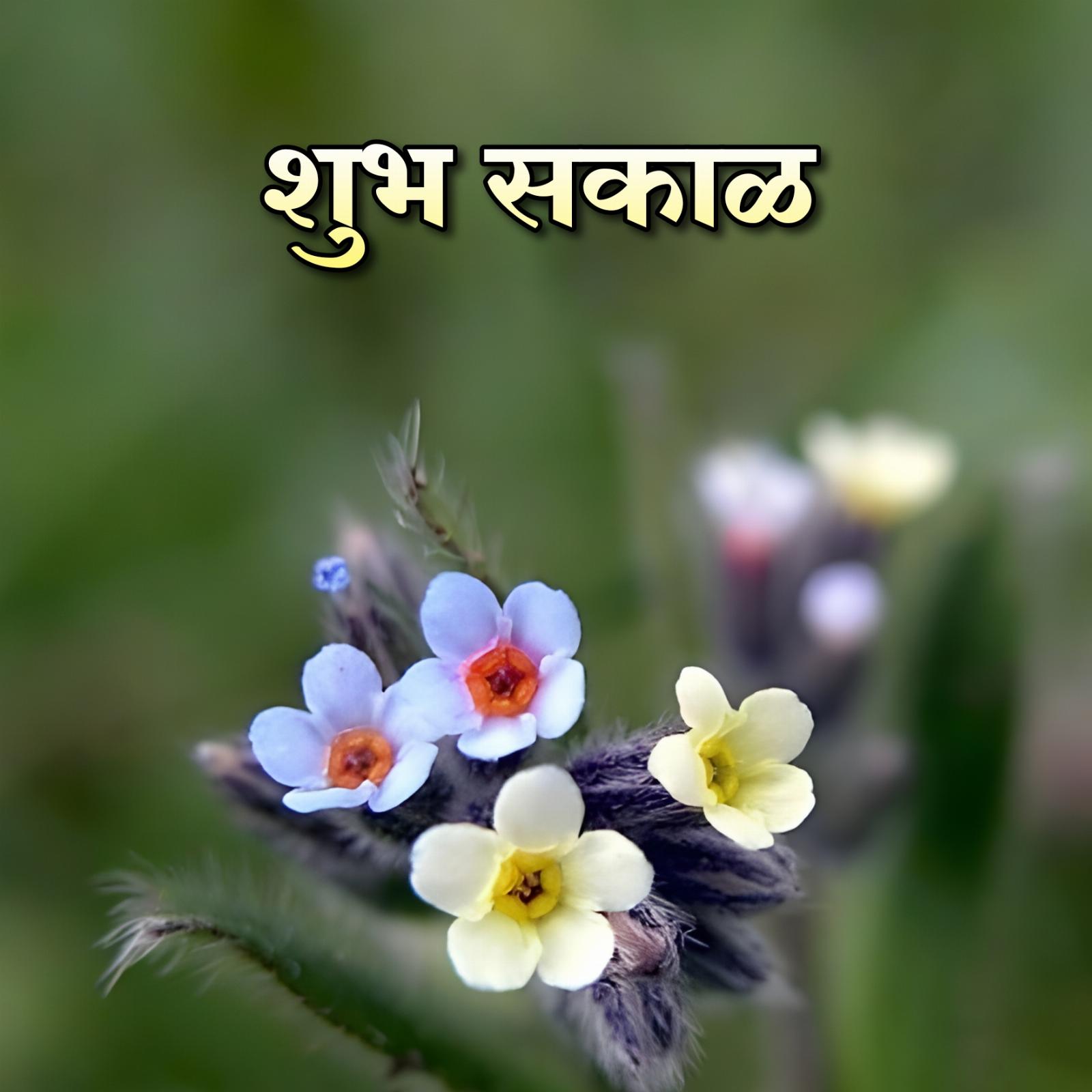 Shubh Sakal Flower Cards