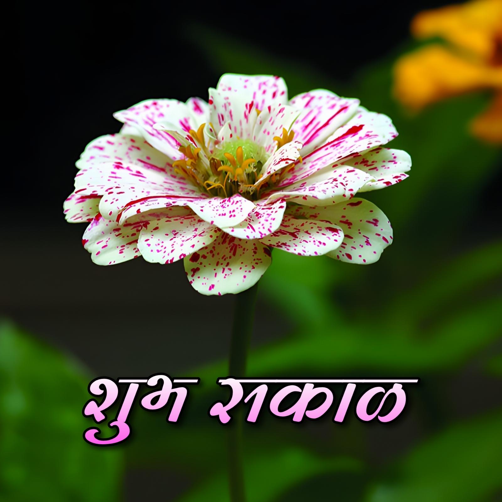 Shubh Sakal Flower Download