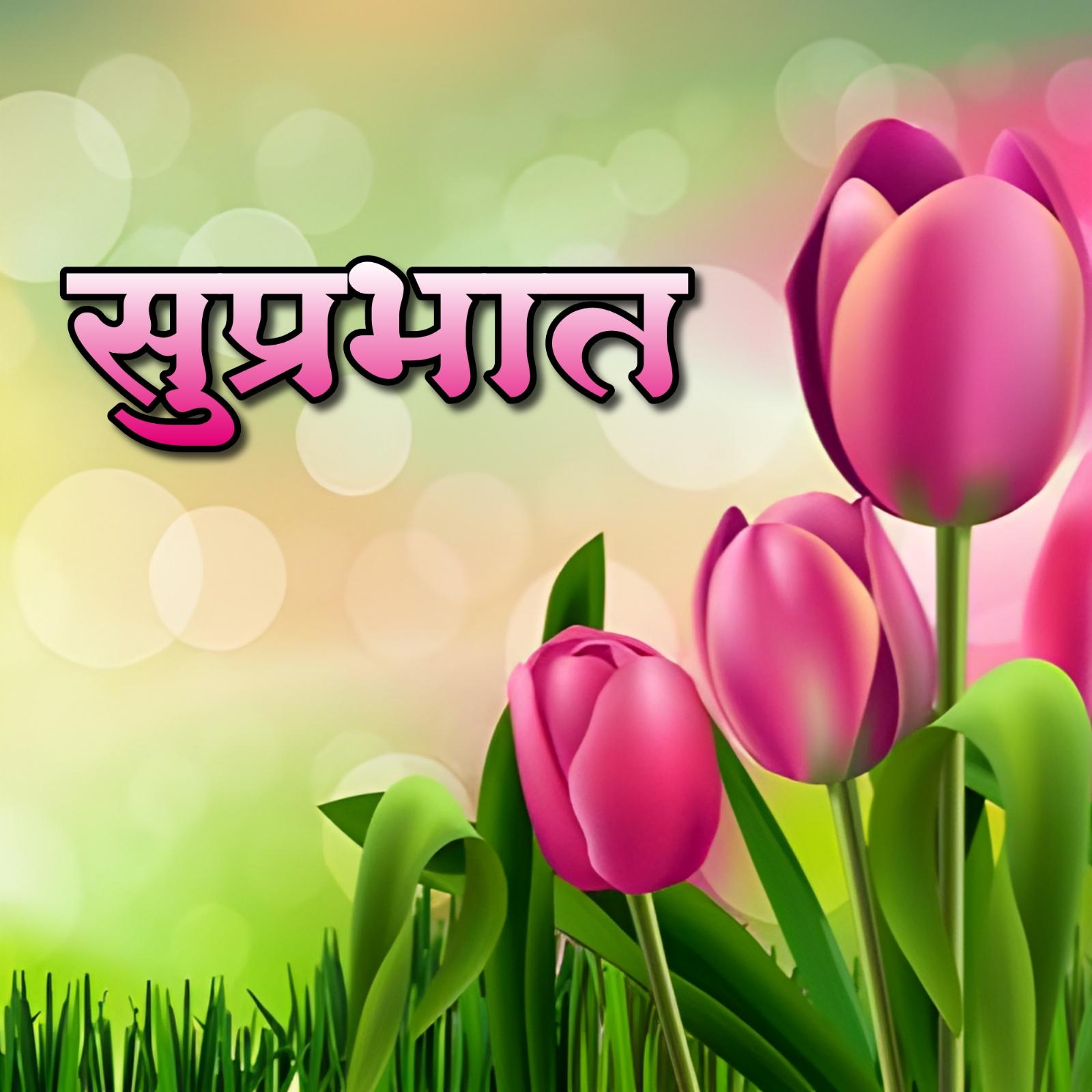 Suprabhat Red Tulips Flower Images