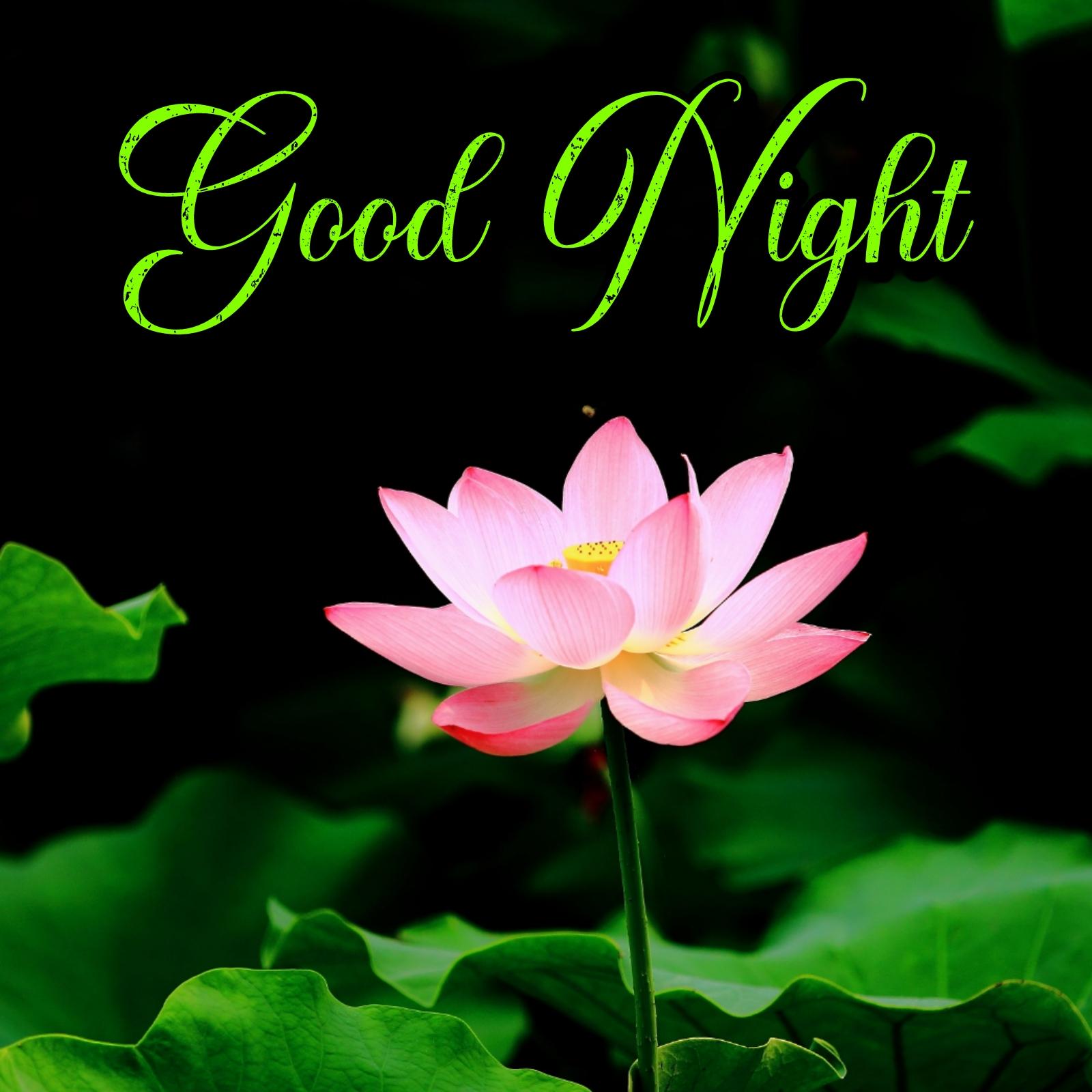 Good Night Beautiful Flowers Images
