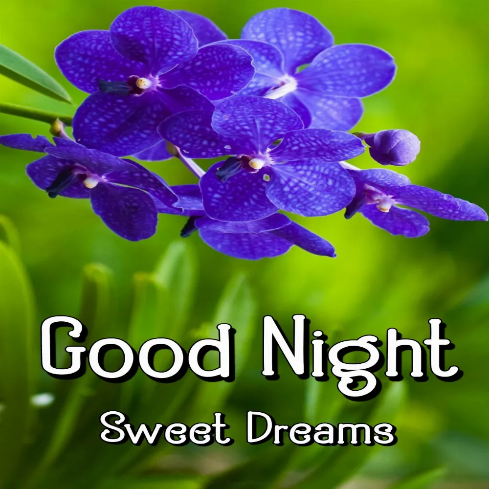 Good Night Blue Flower Images