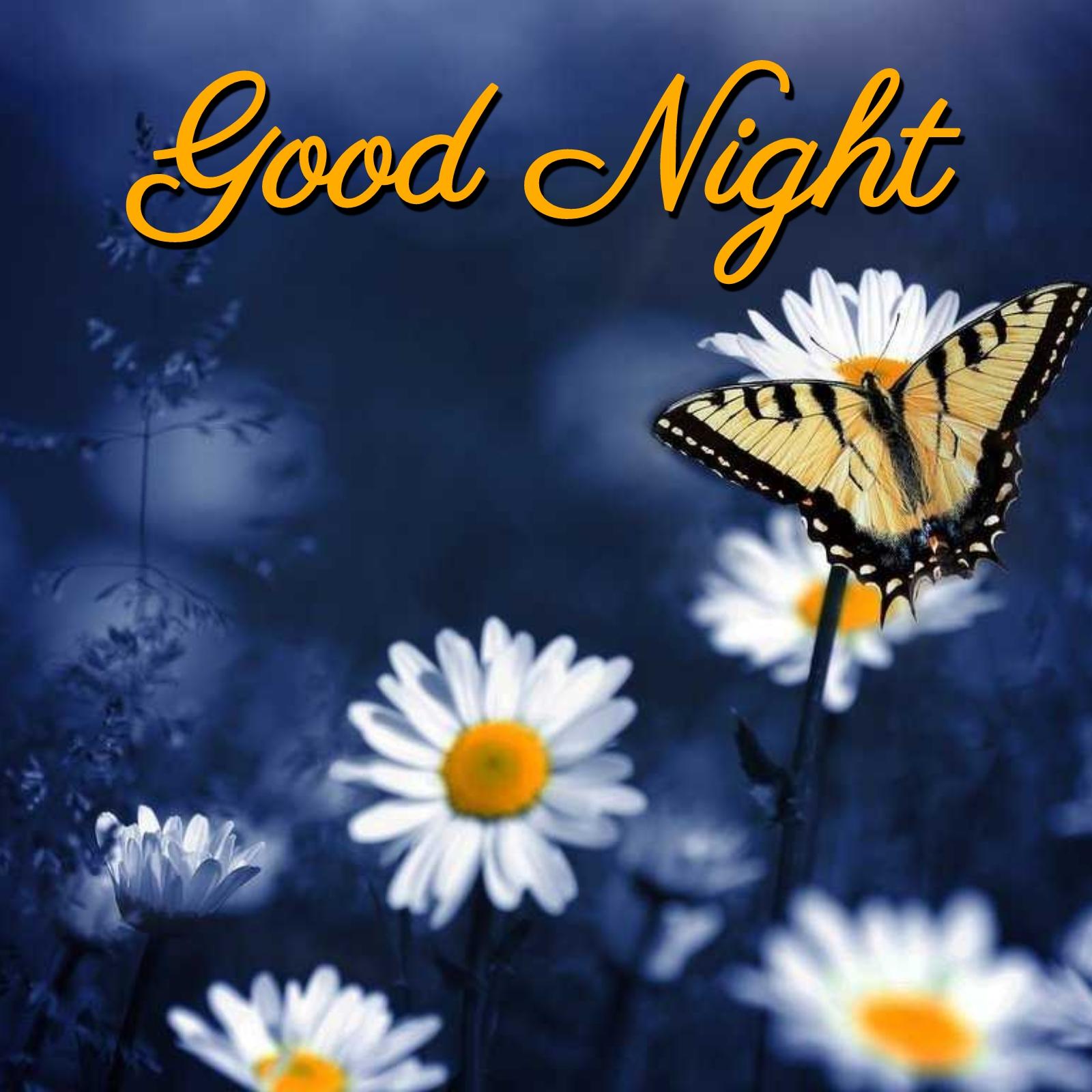 Good Night Flower Butterfly Images