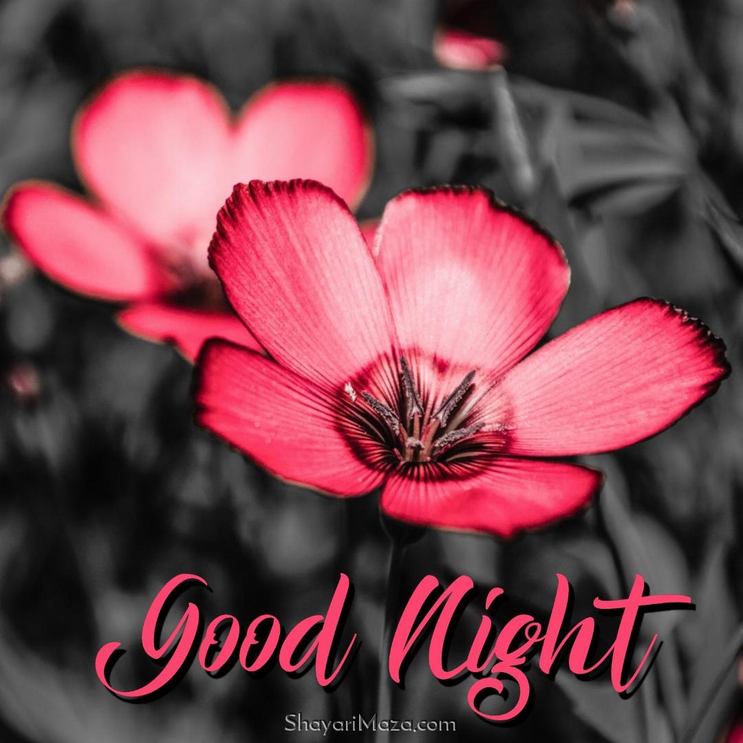 Good Night Flower Images Hd