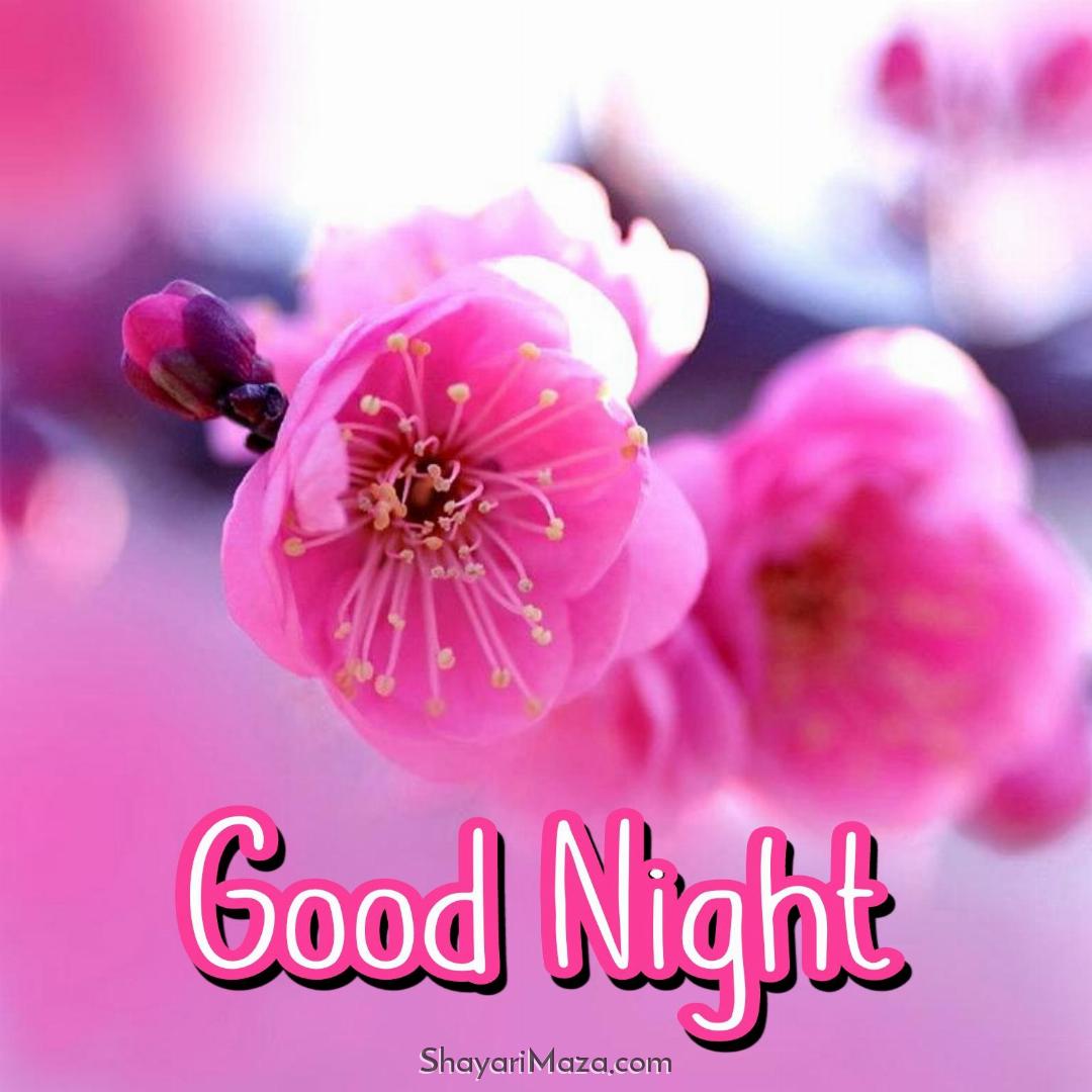 Good Night Flower Ke Photos