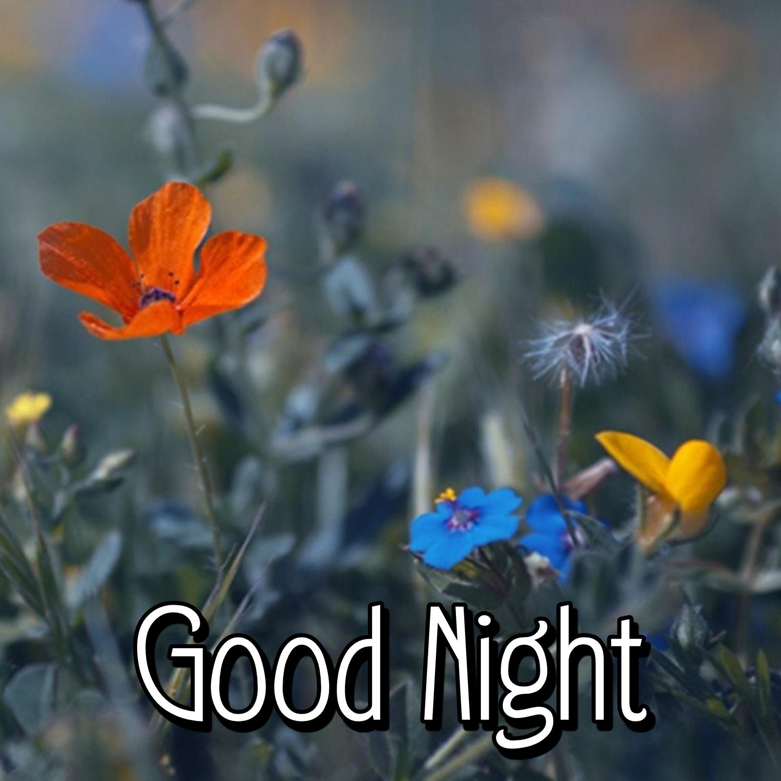 Good Night Flower Wallpaper