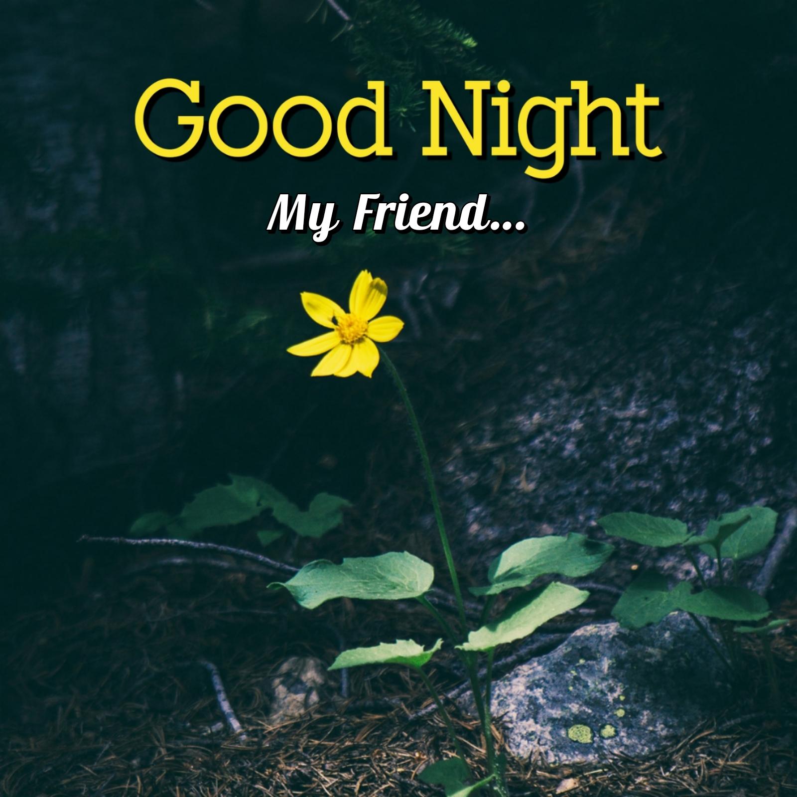 Good Night Friends Images With Flowers - ShayariMaza