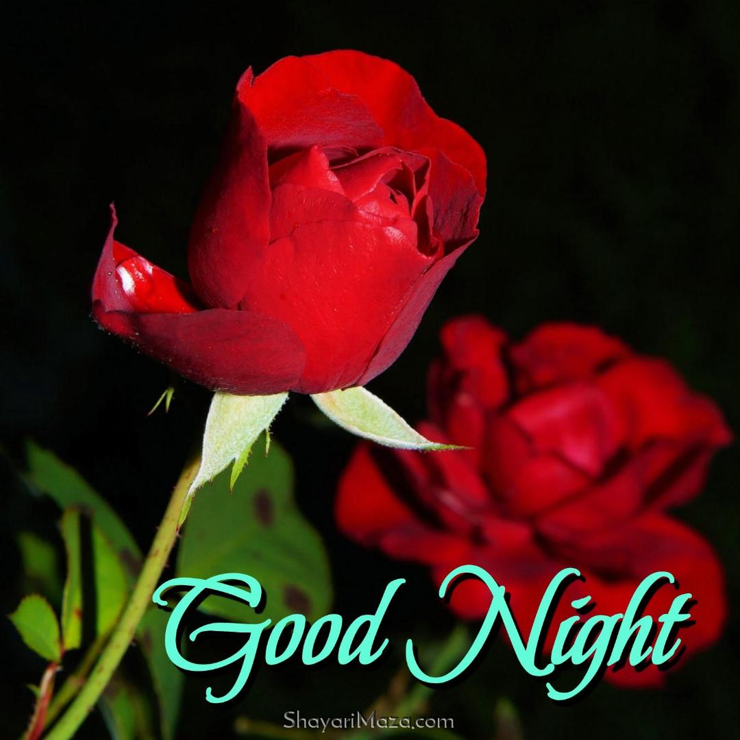 Good Night Gulab Ka Phool