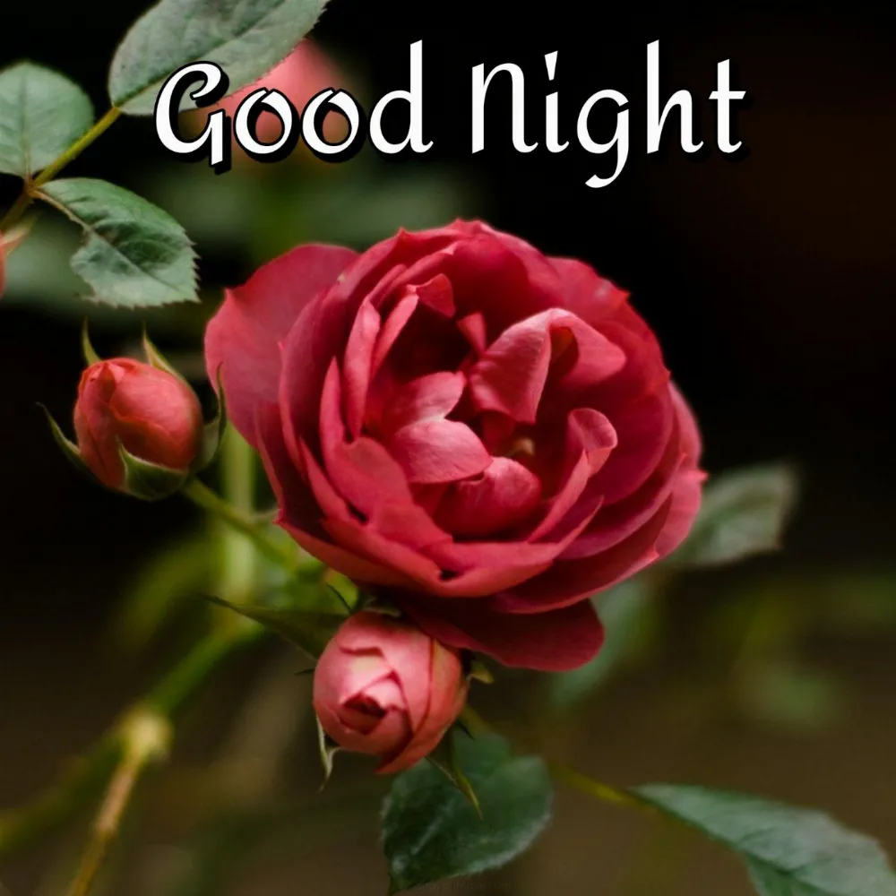 Good Night Images Rose Flowers