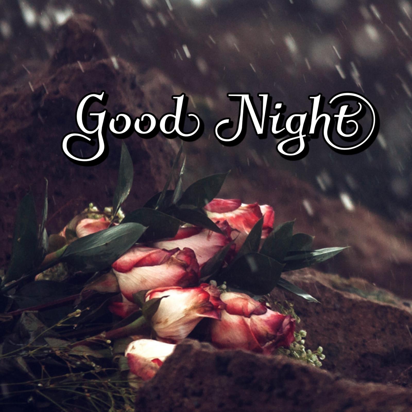 Good Night Images Rose