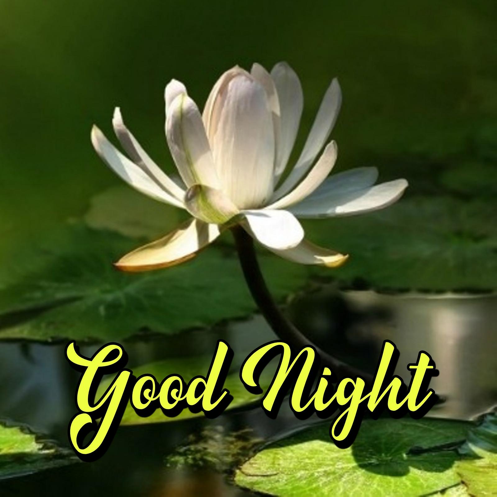 Good Night Lotus Images