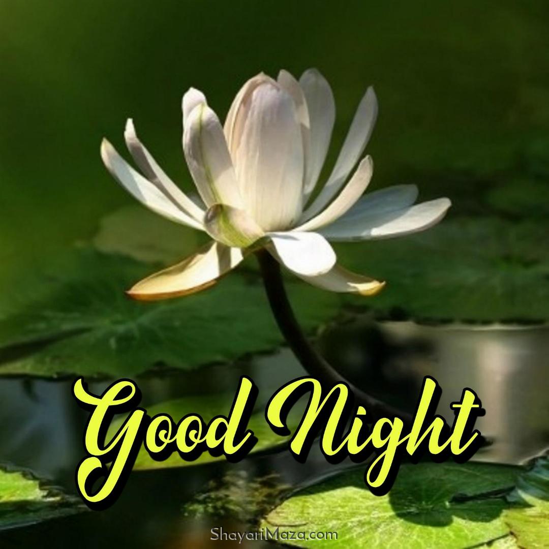 Good Night Lotus Images