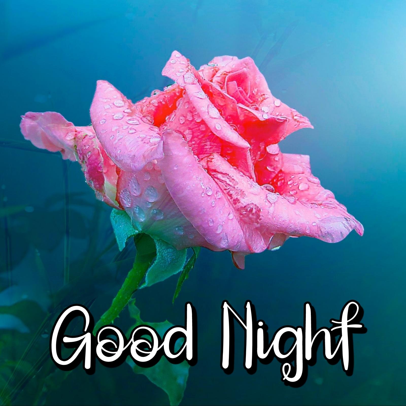 Good Night Rose Flower - ShayariMaza