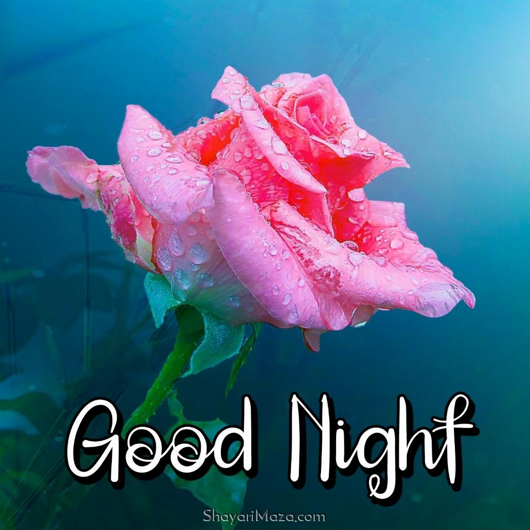 Good Night Rose Flower