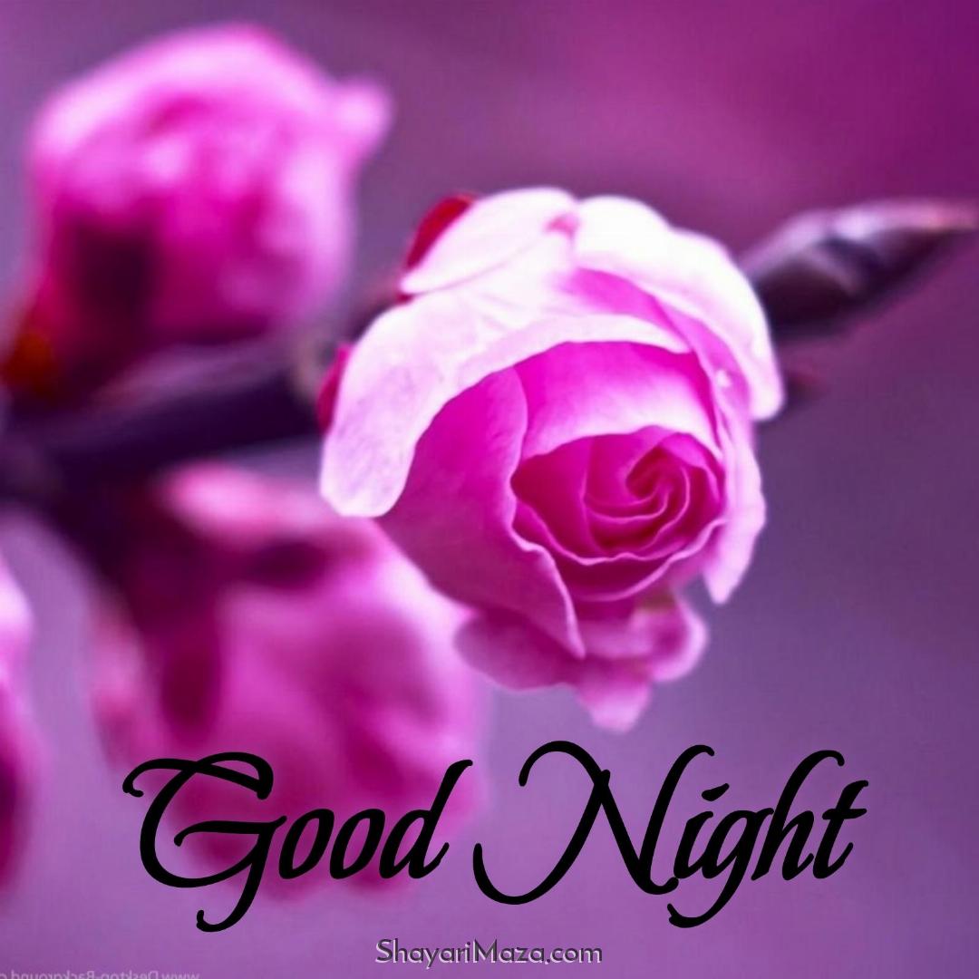 Good Night Rose Image