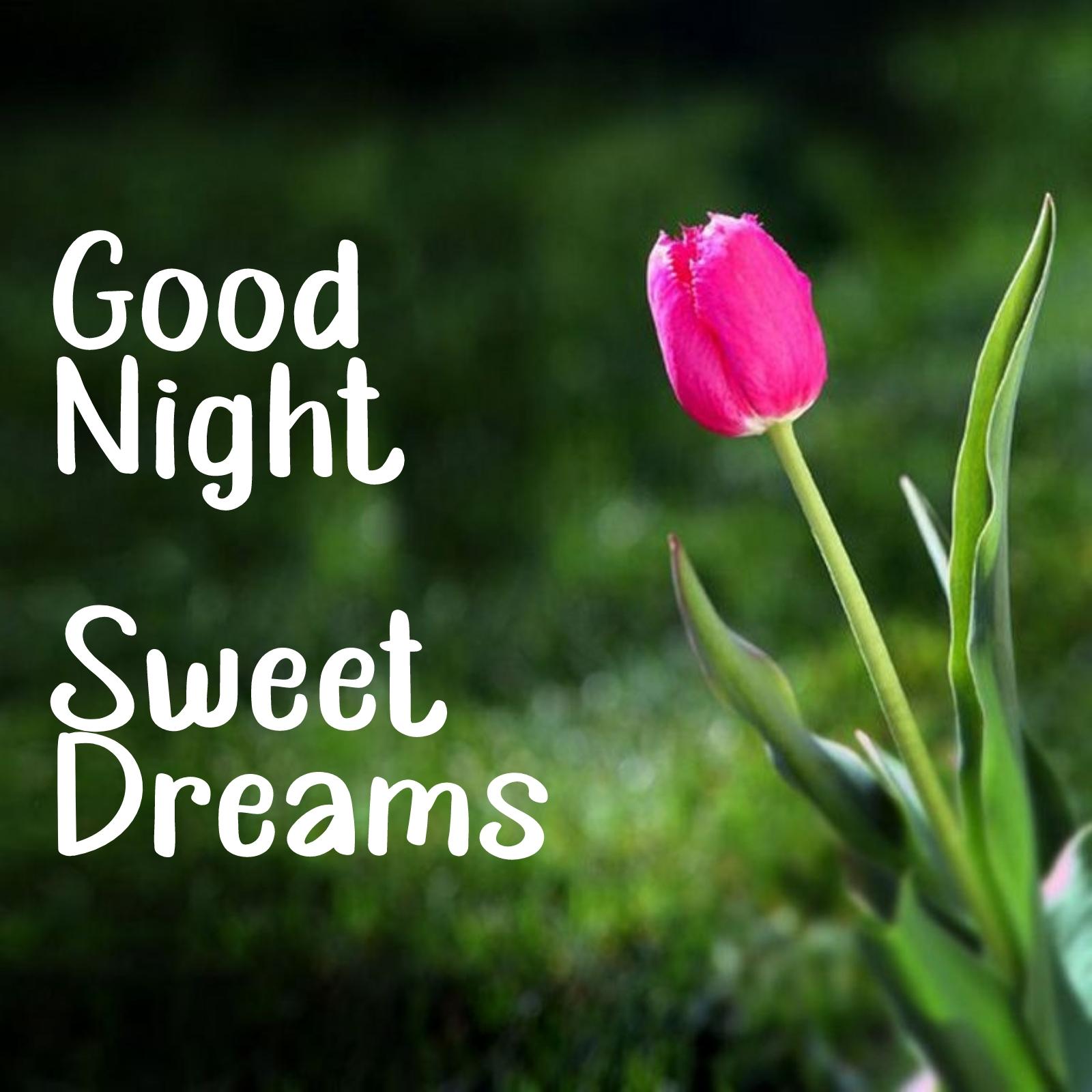 Good Night Sweet Dreams Flower Images