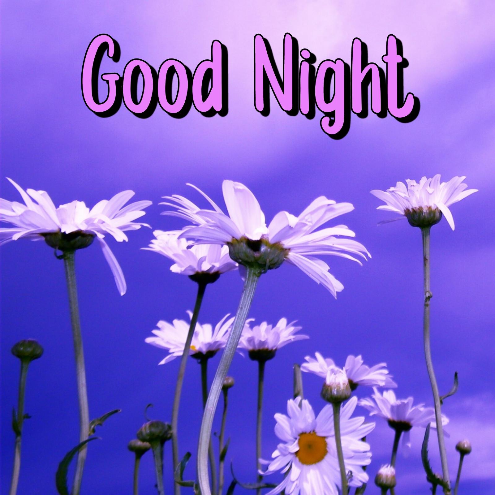 Lovely Good Night Flowers
