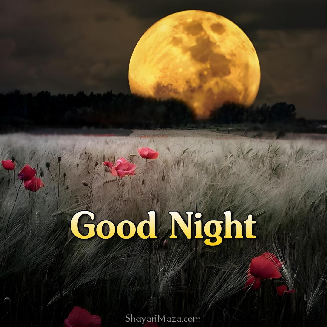 Good Night Full Moon Field Images