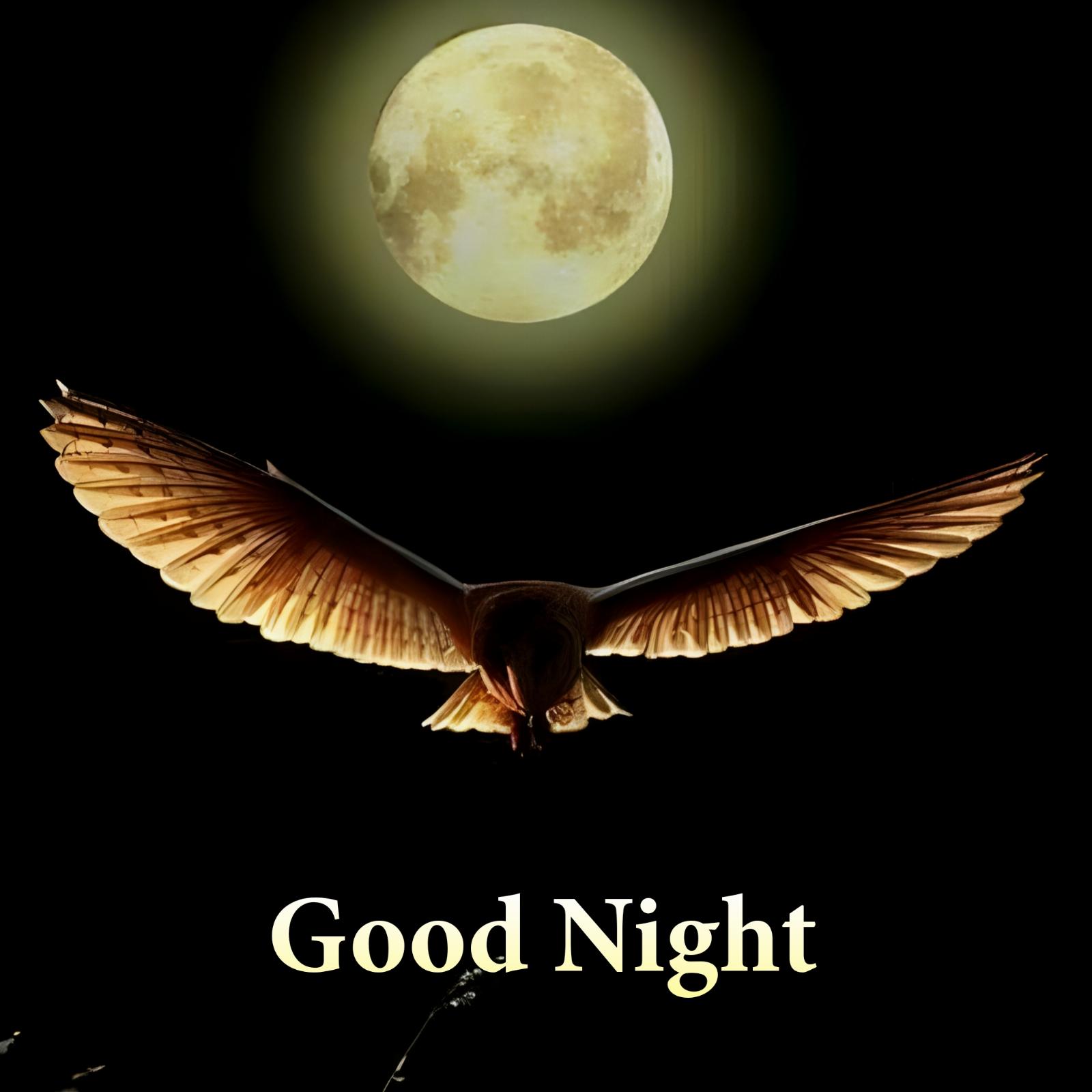 Good Night Moon Eagle Image