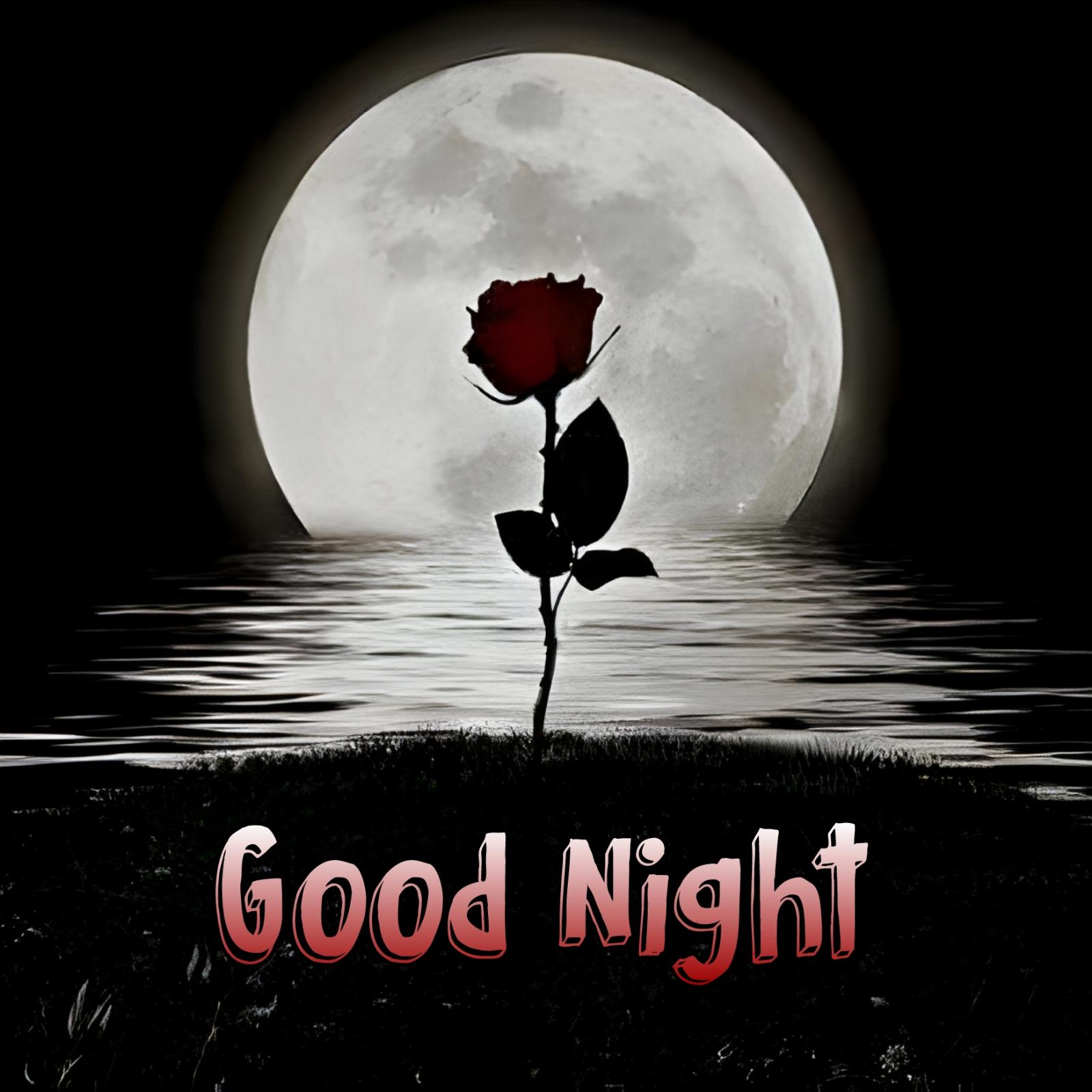 Good Night Moon Rose Images