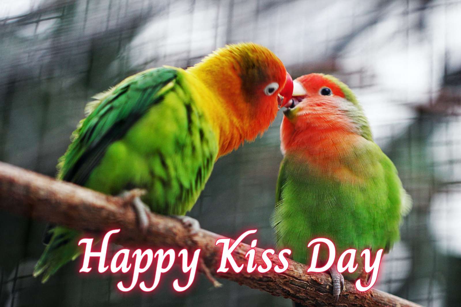 Happy Kiss Day Parrot Images Download