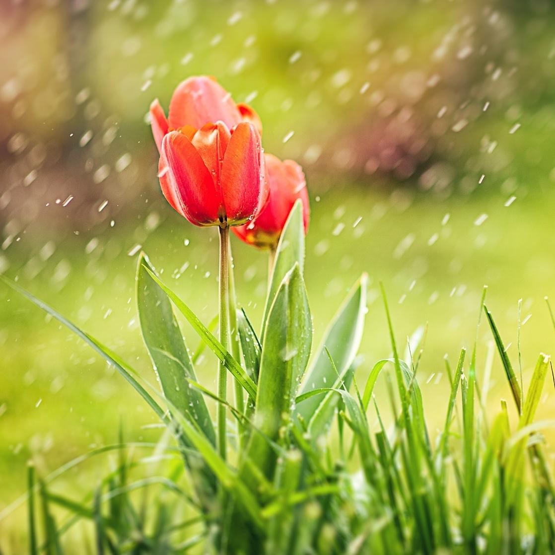Flowers in Rain Images