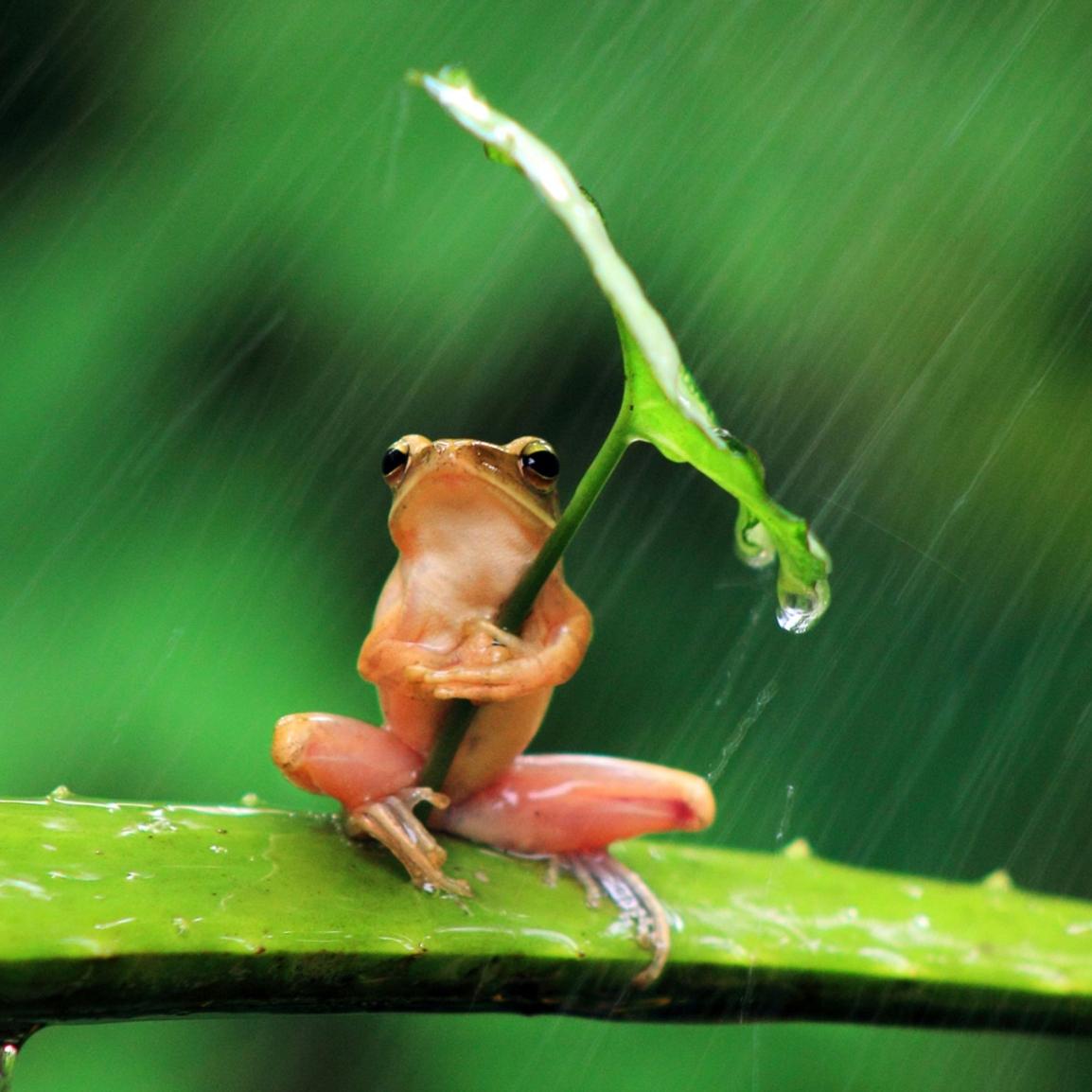 Rain Frog Images
