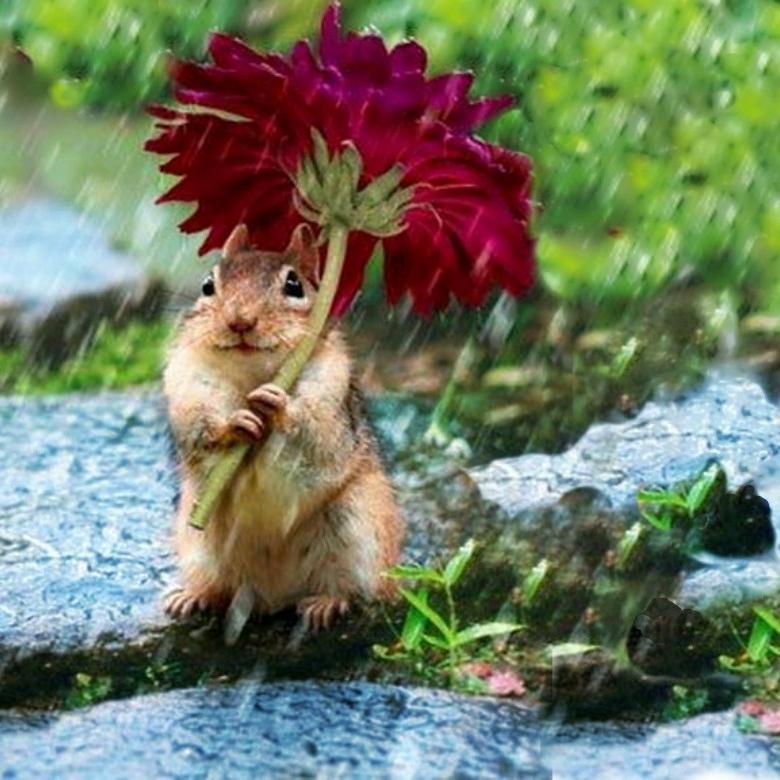 Rain Squirrel Images