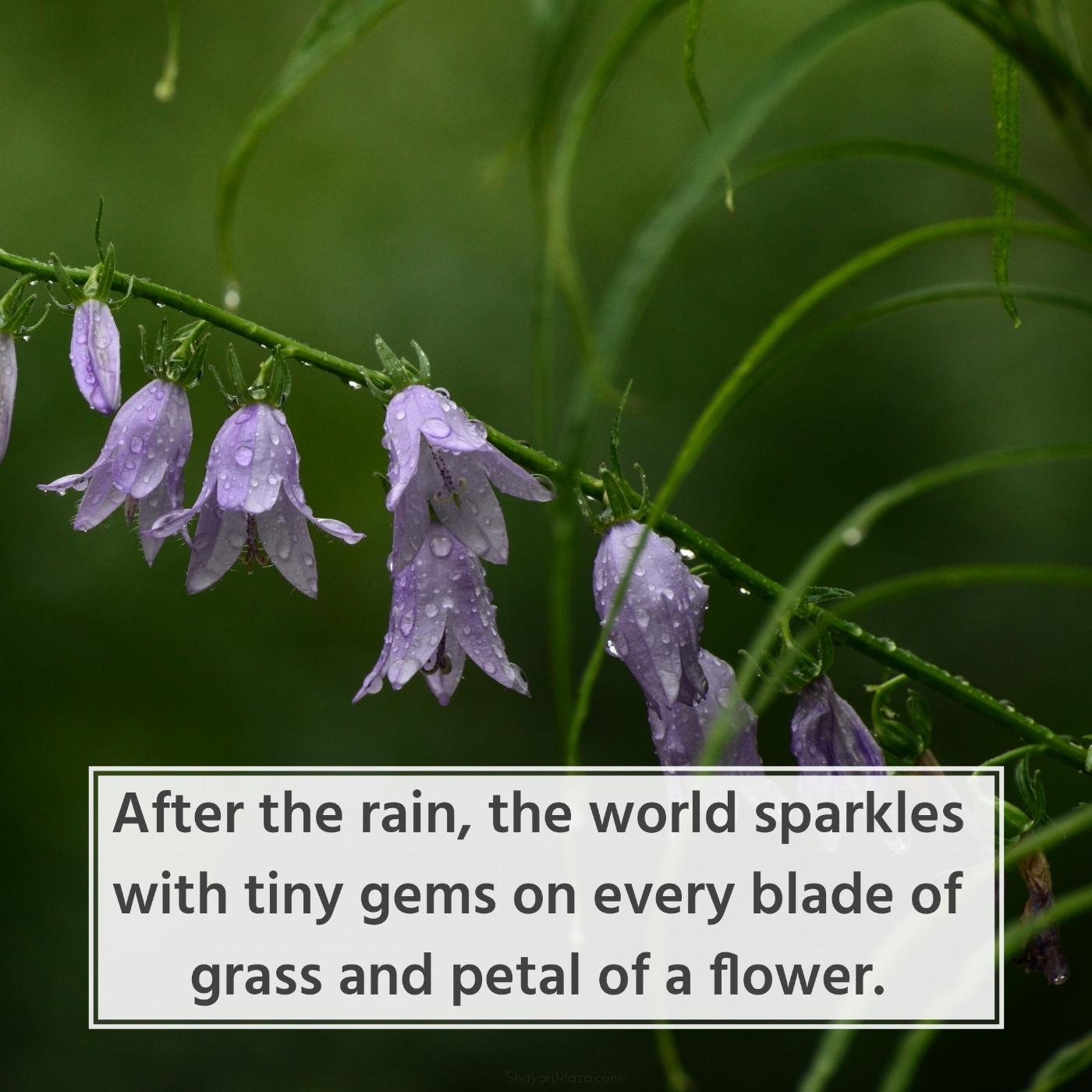 After the rain the world sparkles with tiny gems on every blade of grass