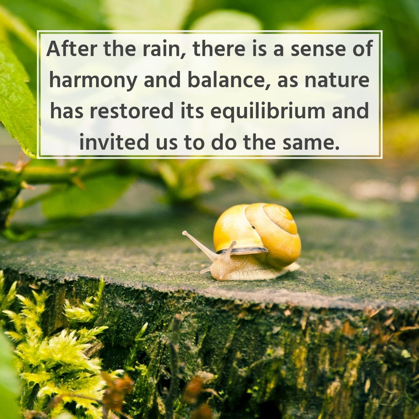 After the rain there is a sense of harmony and balance
