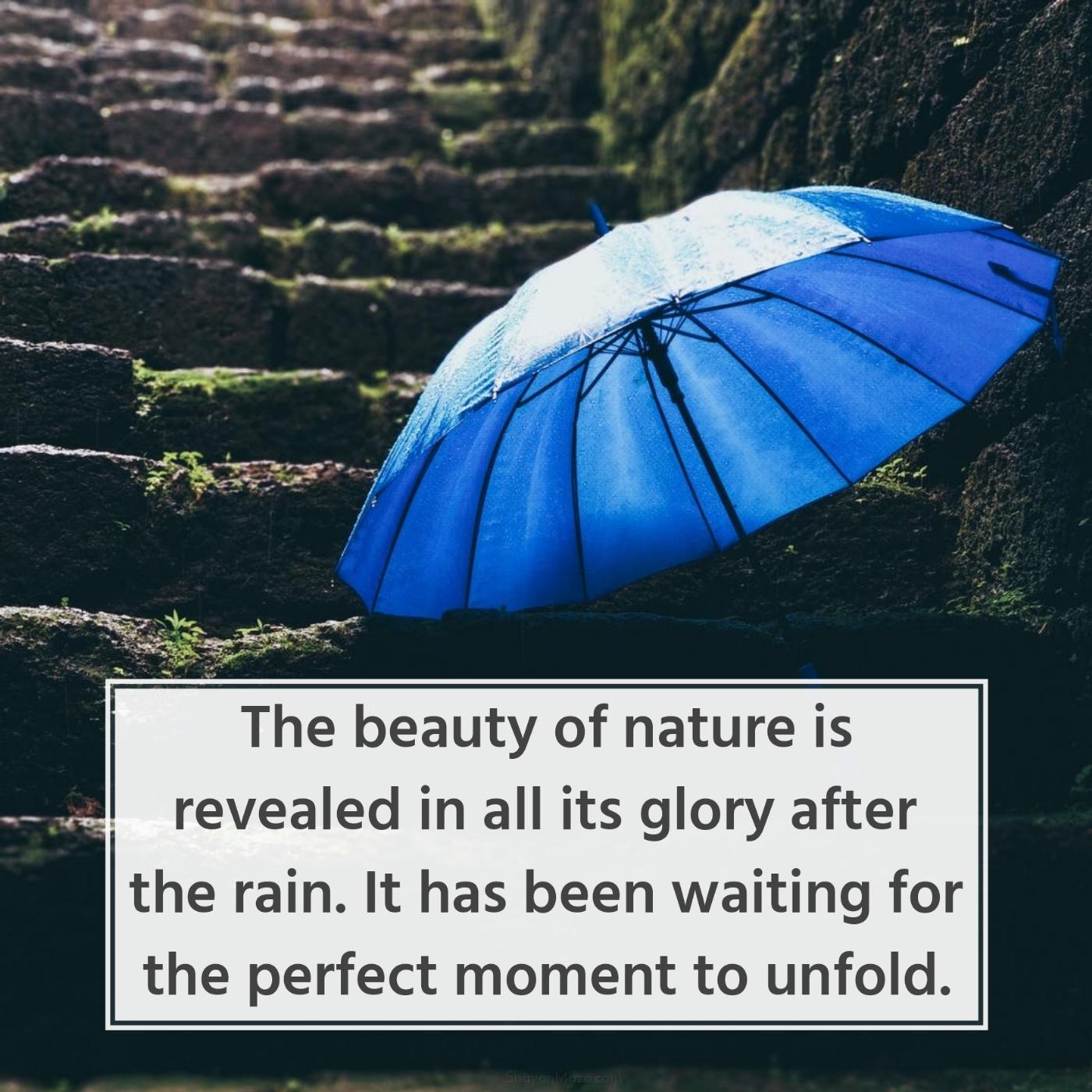 The beauty of nature is revealed in all its glory after the rain