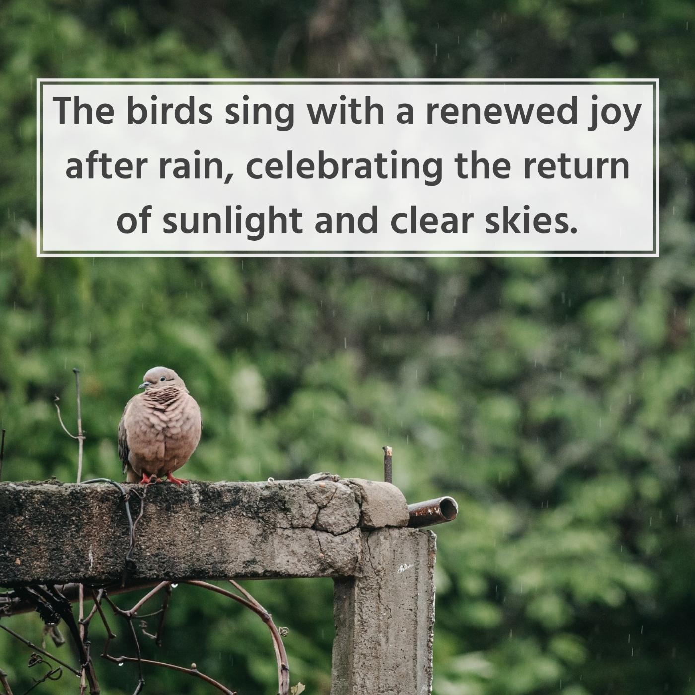 The birds sing with a renewed joy after rain