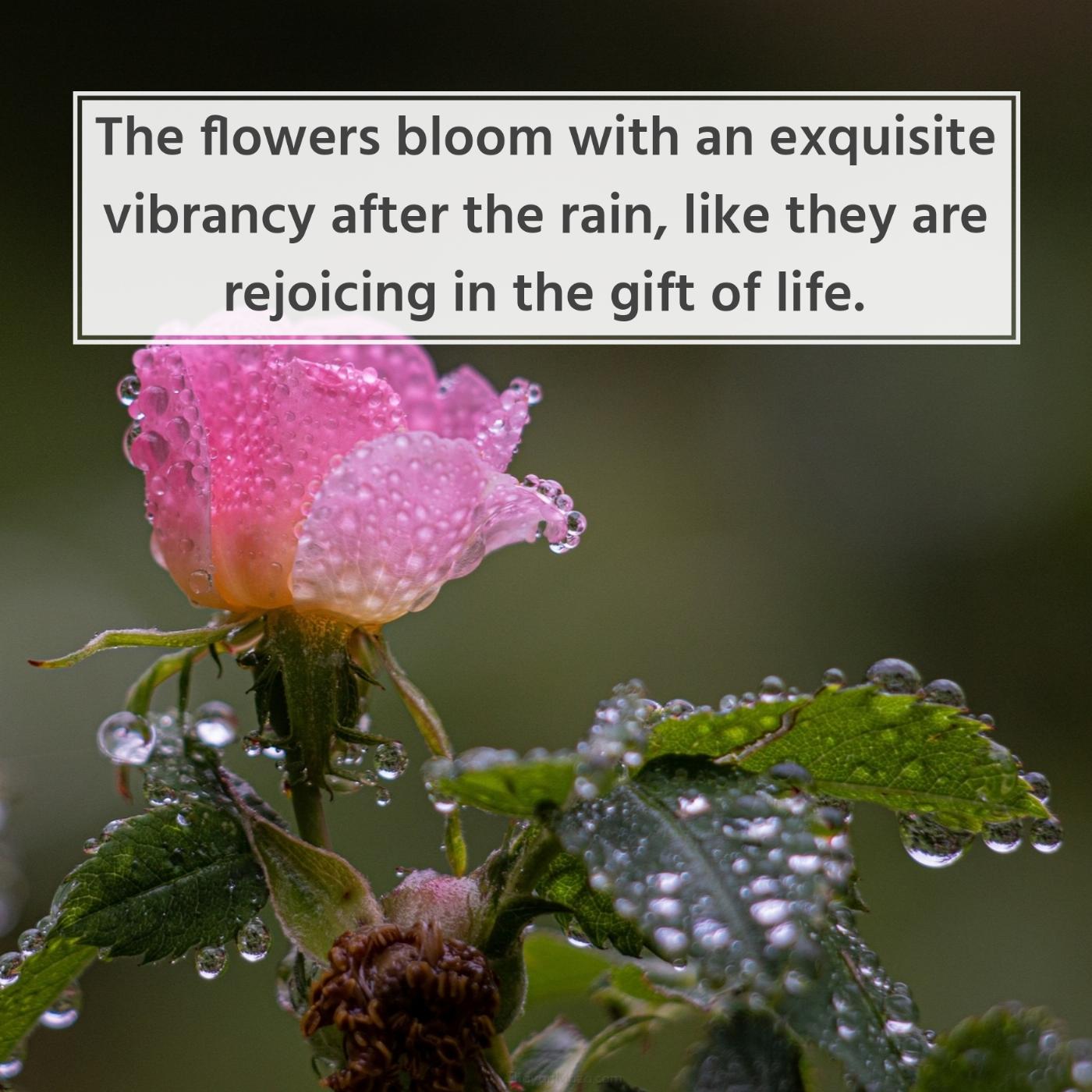 The flowers bloom with an exquisite vibrancy after the rain