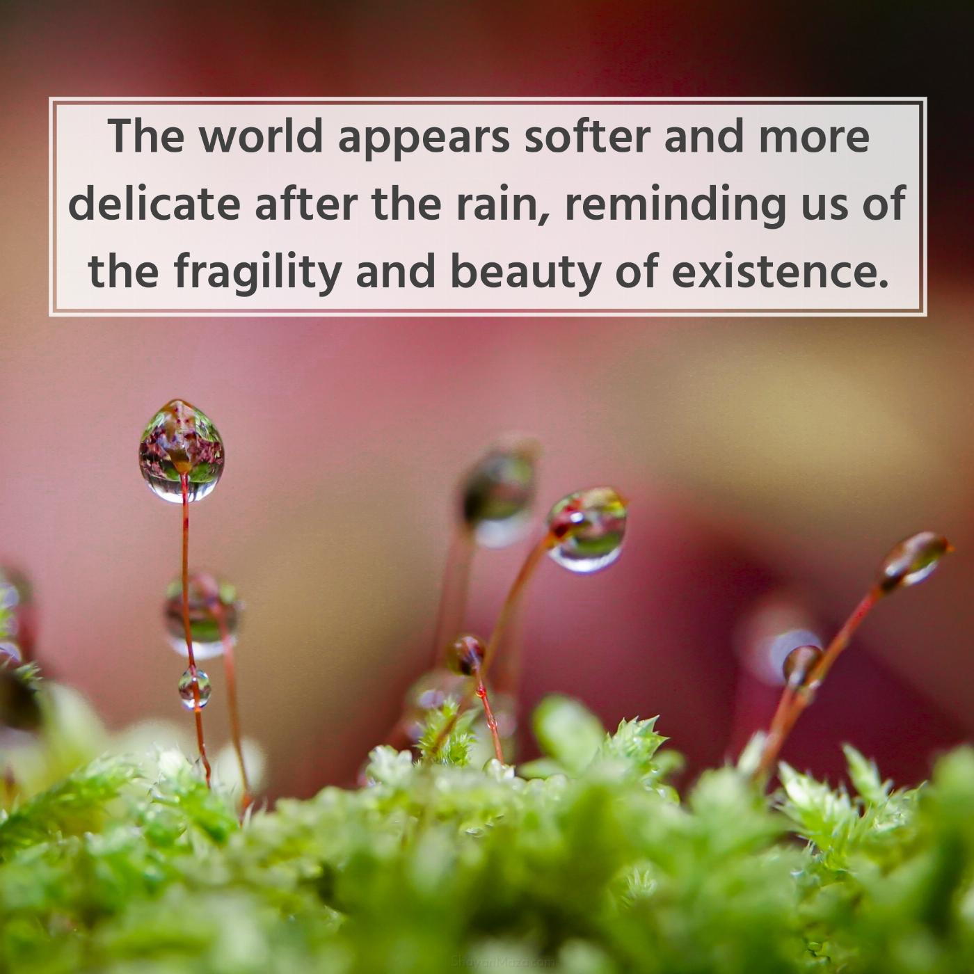 The world appears softer and more delicate after the rain