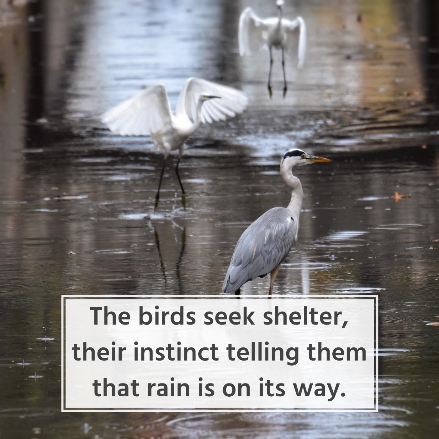 The birds seek shelter their instinct telling them that rain is on its way
