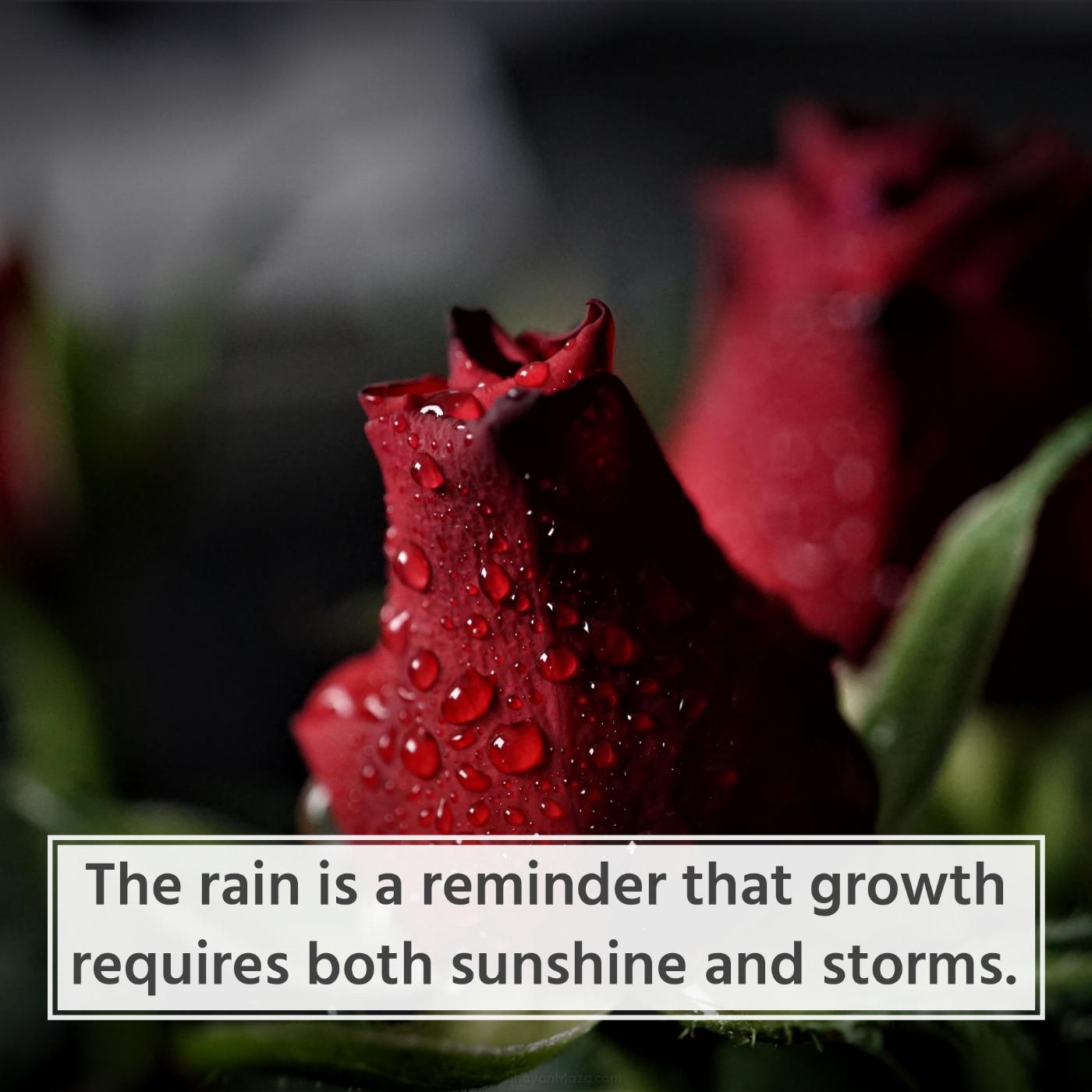 The rain is a reminder that growth requires both sunshine and storms