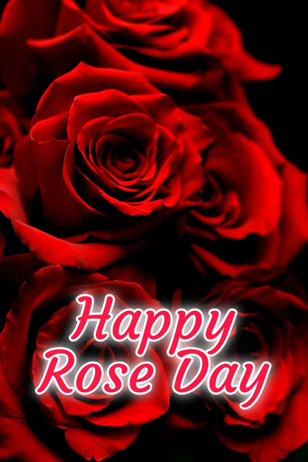 Happy Rose Day Images 2022