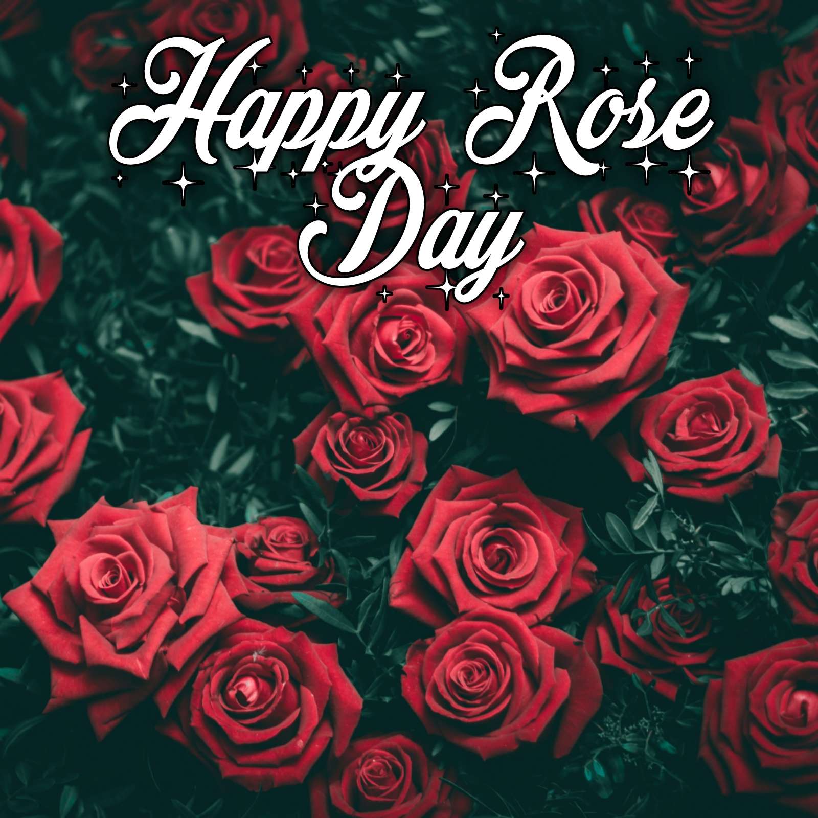 Happy Rose Day Ka Photo - ShayariMaza