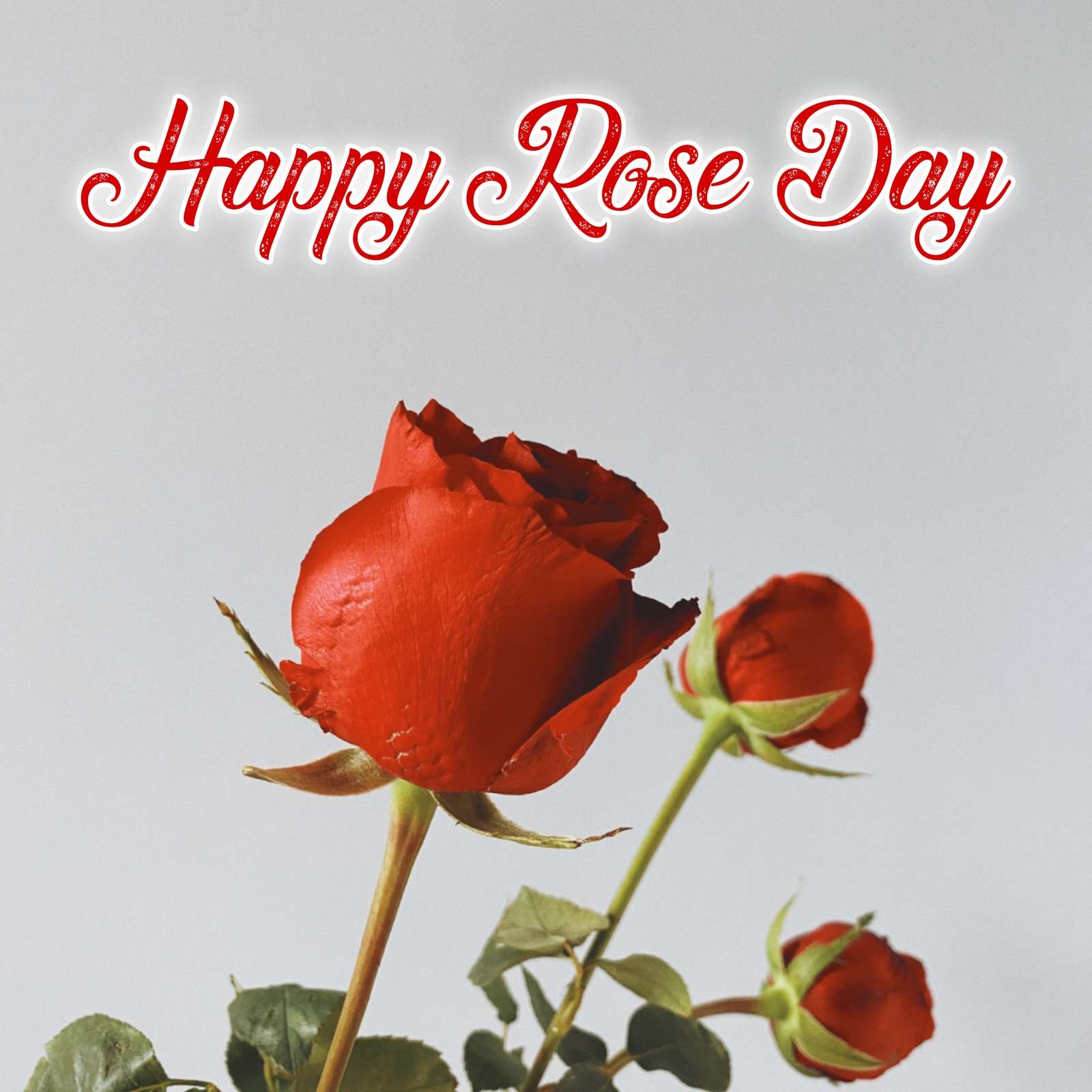 Happy Rose Day Ki Pic