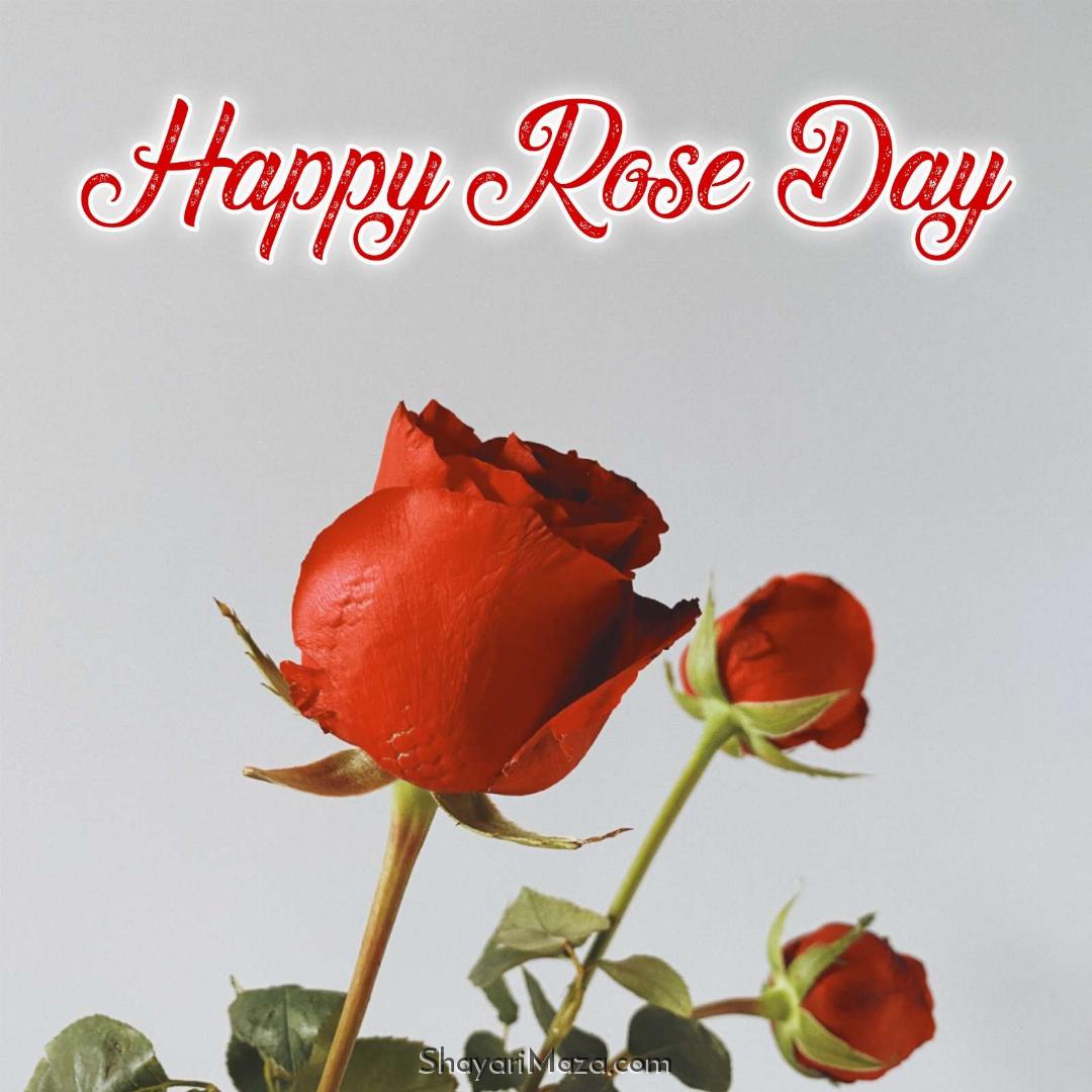 Happy Rose Day Ki Pic