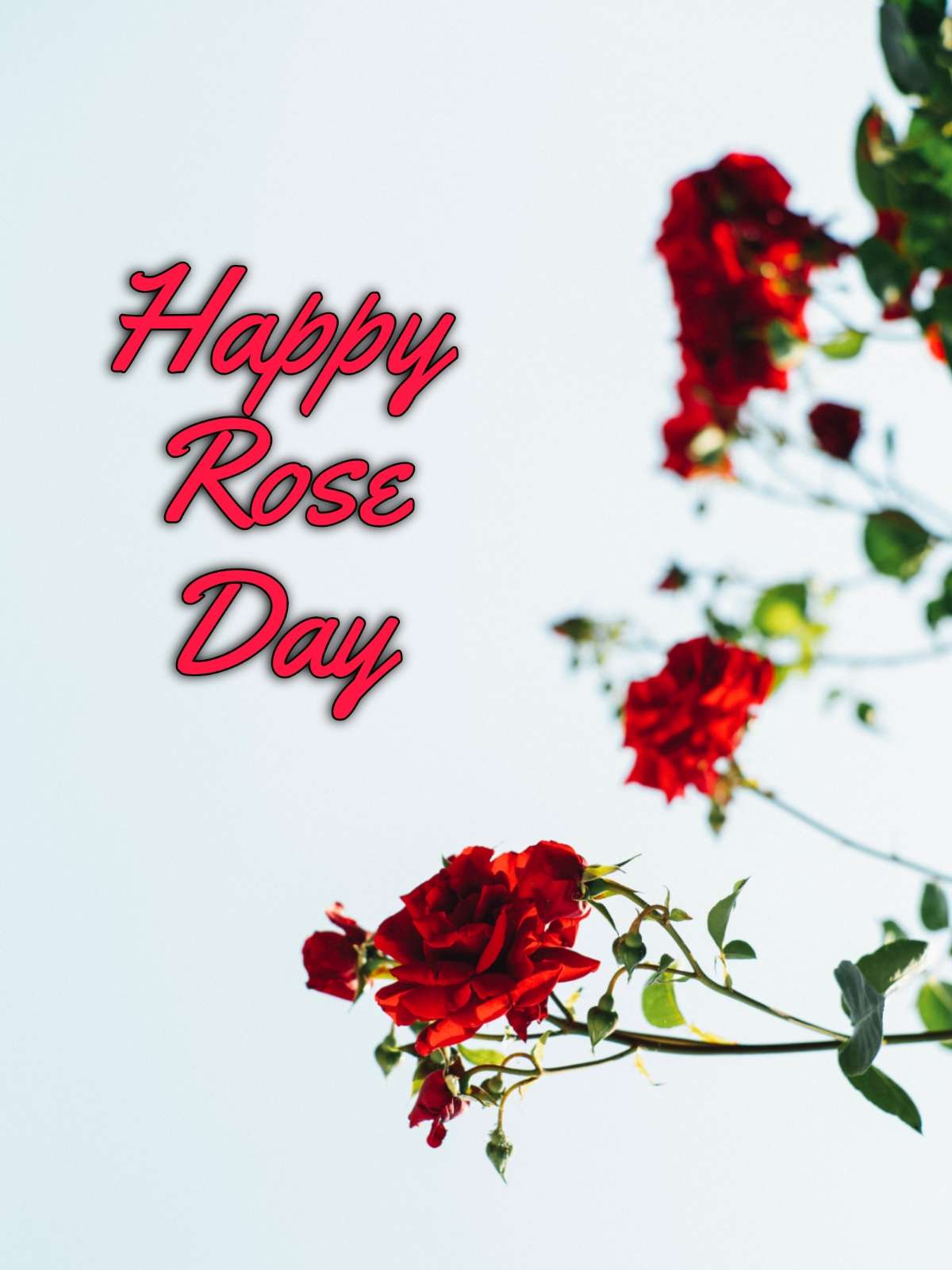 Images Of Rose Day