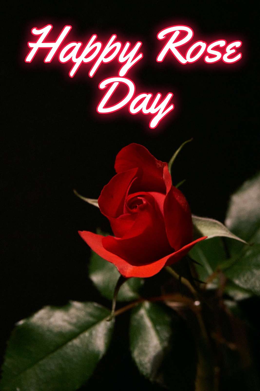 Rose Day Special Pic Download