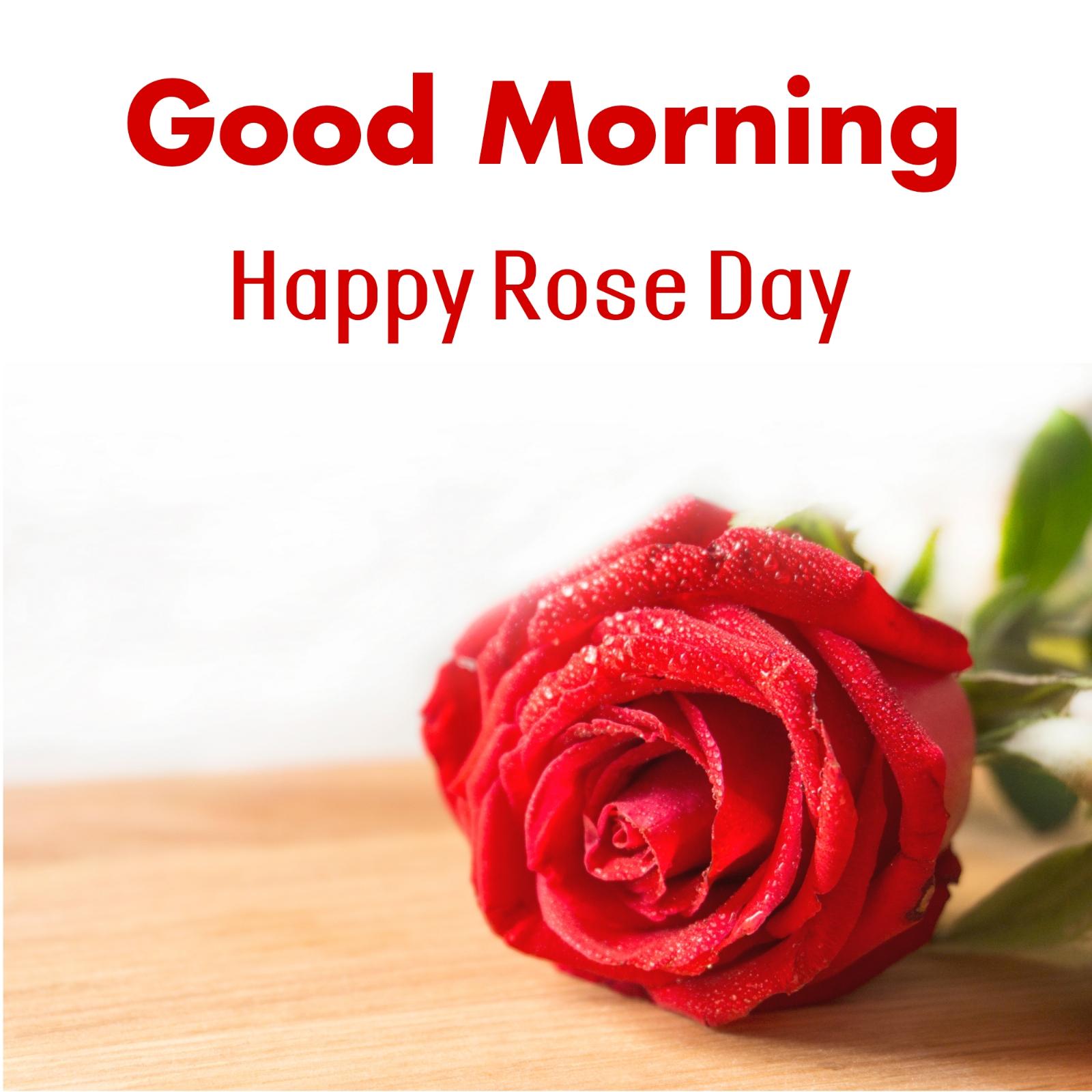 Good Morning Happy Rose Day Images