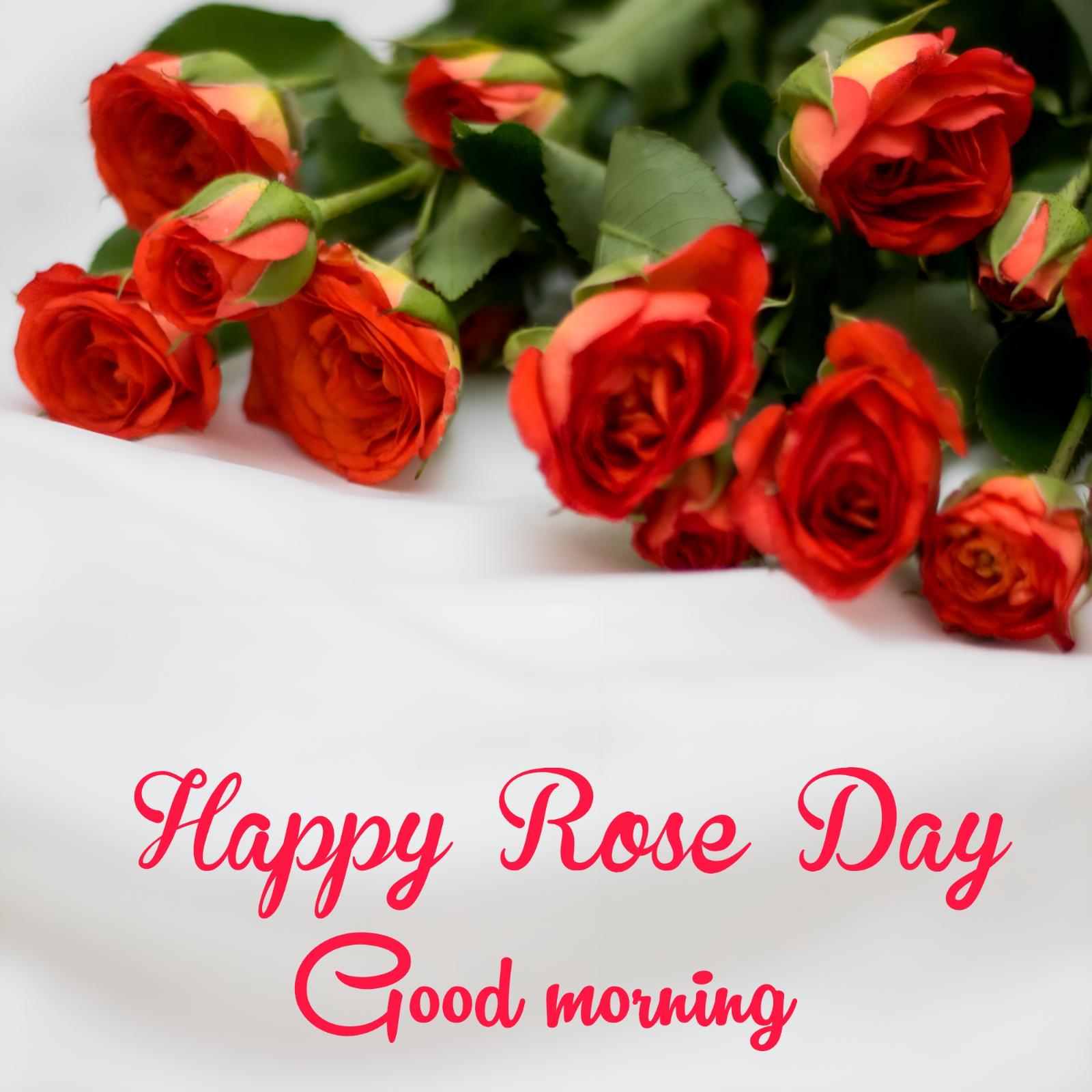 Happy Rose Day Good Morning Images