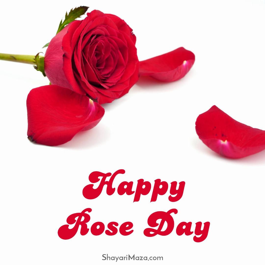 Happy Rose Day Images Hd