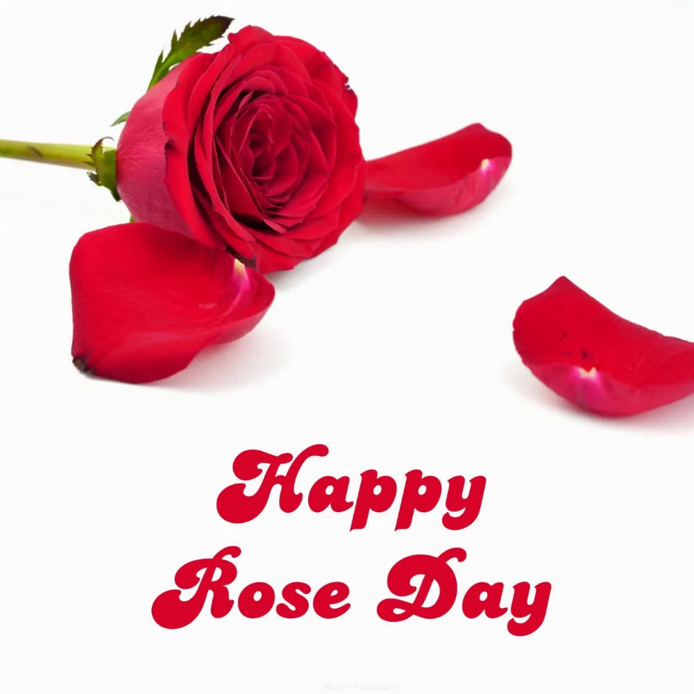 Happy Rose Day Images Hd