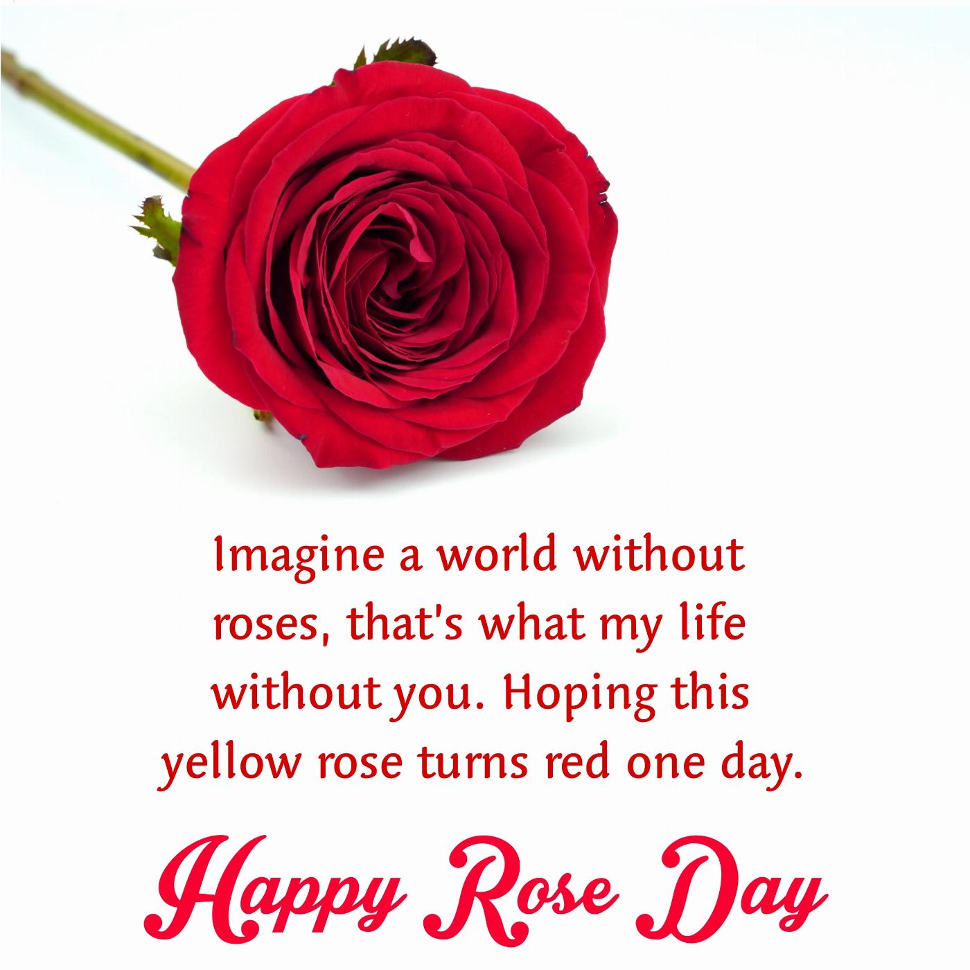 Imagine a world without roses